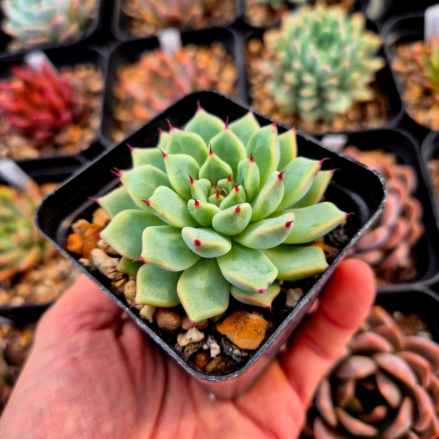 Echeveria zaragozae x echeveria agavoides