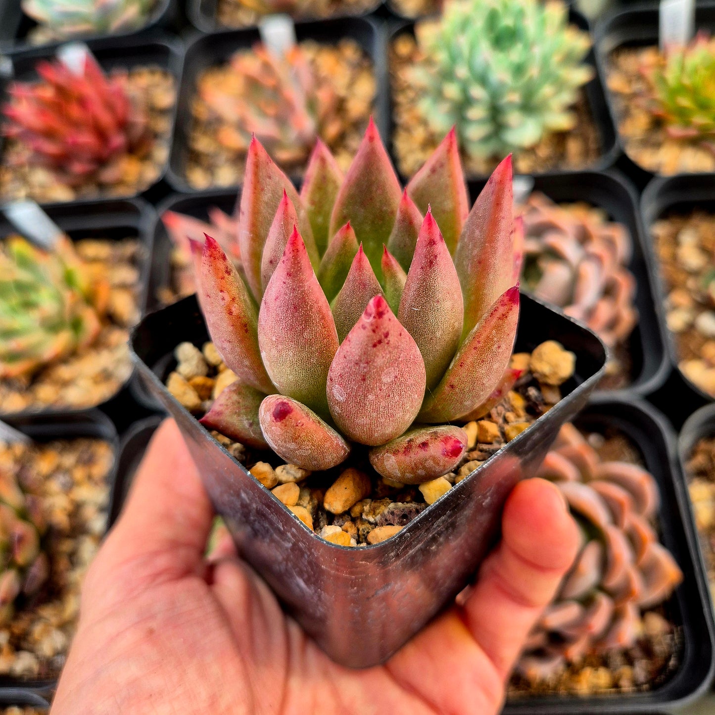 Echeveria agavoides Romeo x echeveria colorata Mexico Gigant