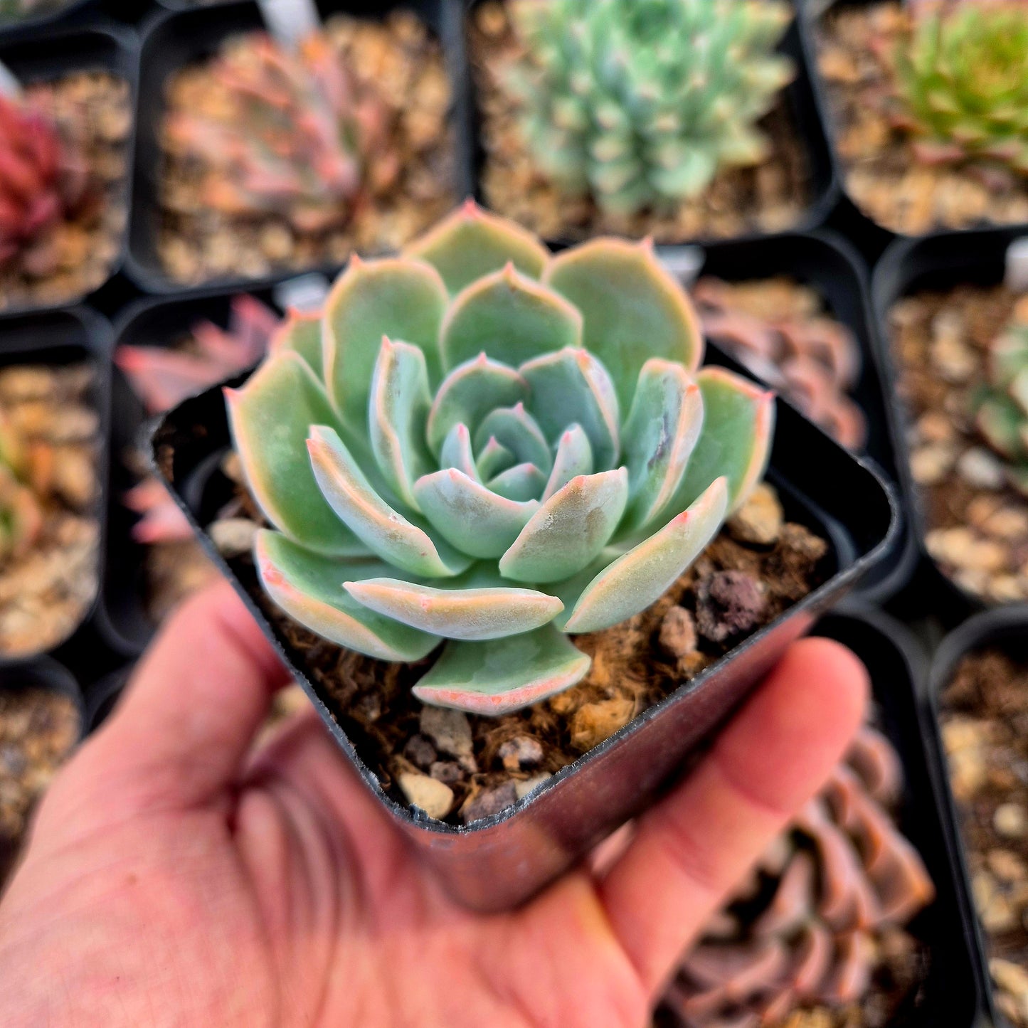 Echeveria colorata x echeveria simulans Laguna