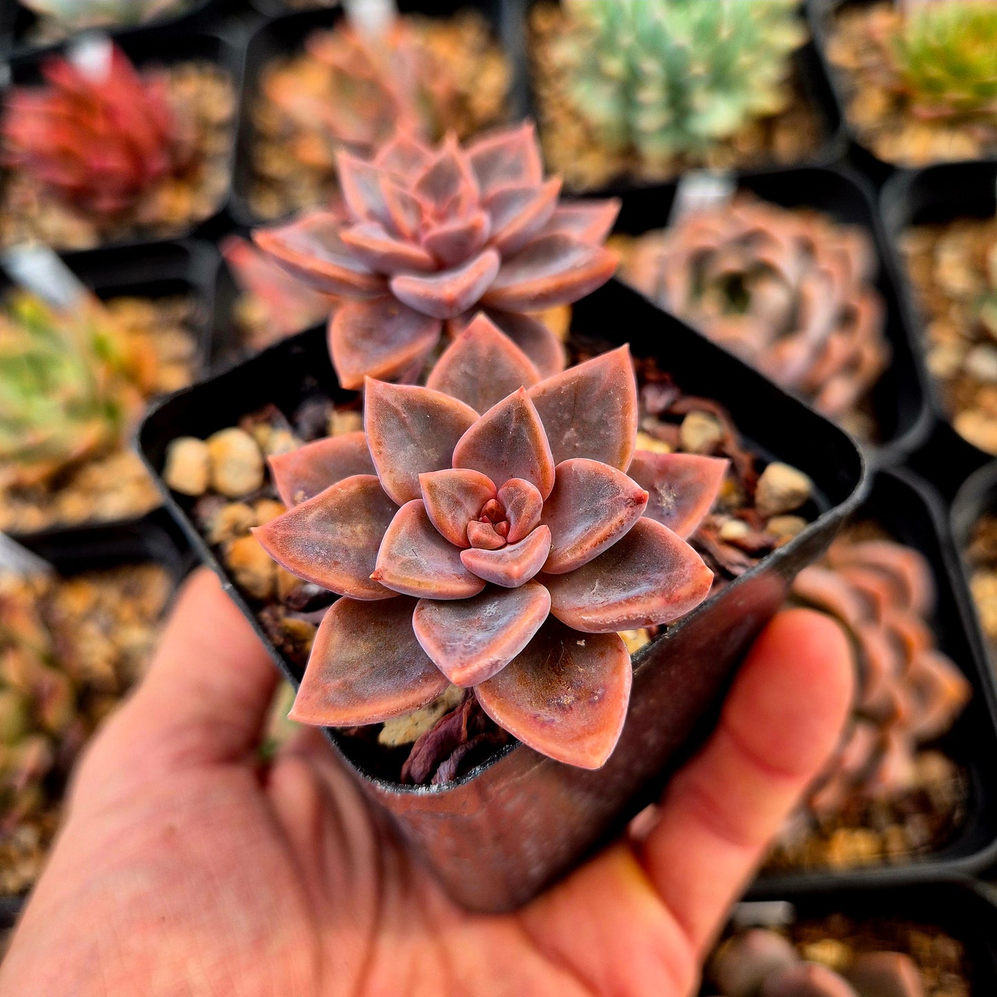 Graptopetalum rusbyi x graptopetalum bernealense