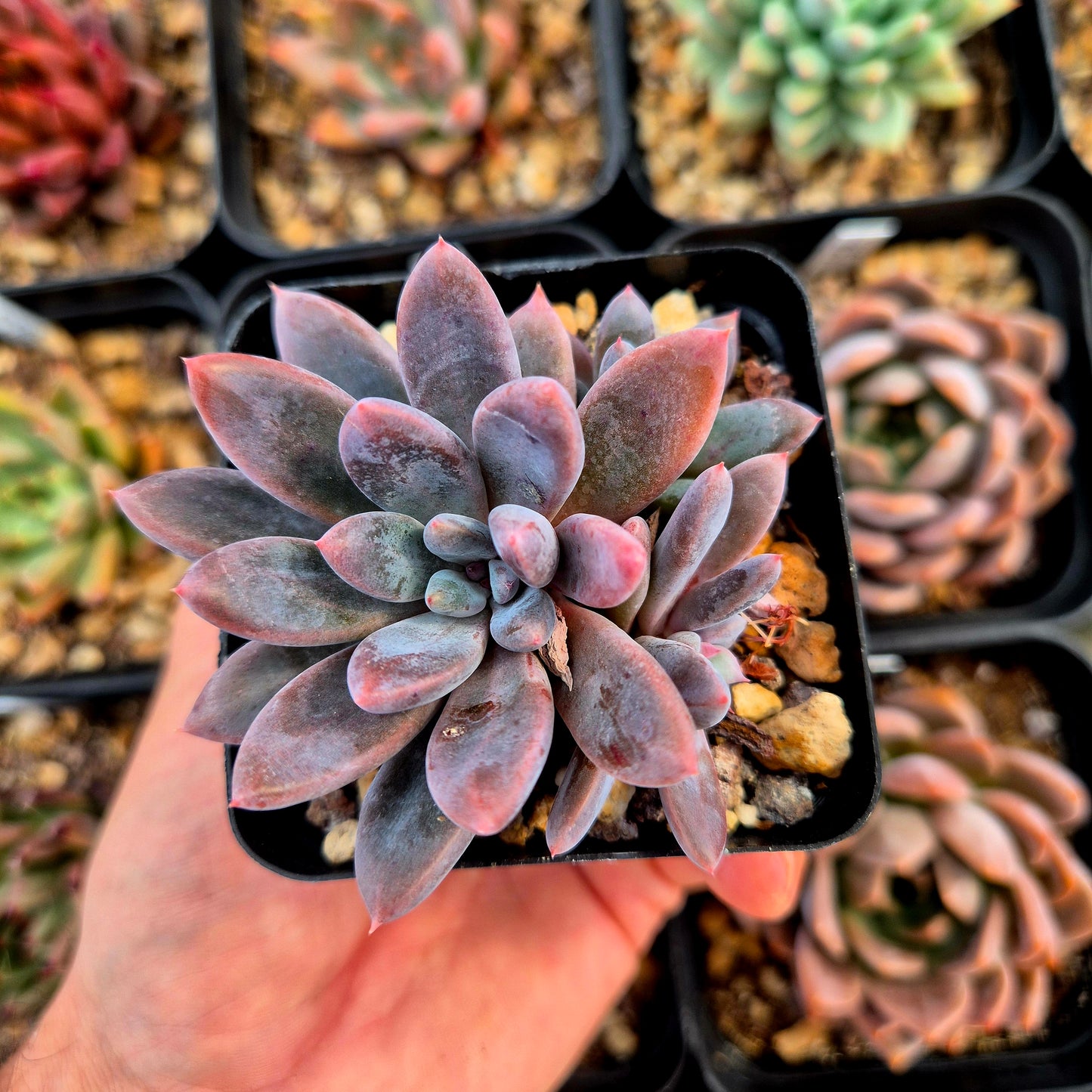 Graptopetalum rusbyi x pachyphytum rzedowskii