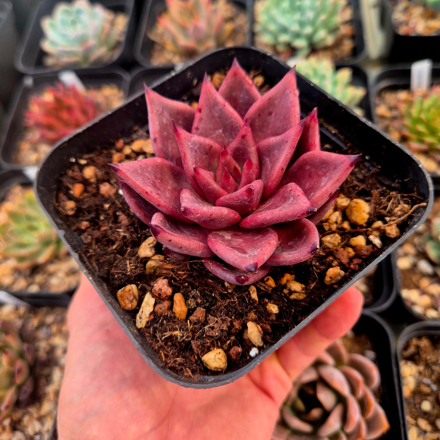 Echeveria agavoides Romeo Rubin x Echeveria agavoides Ebony