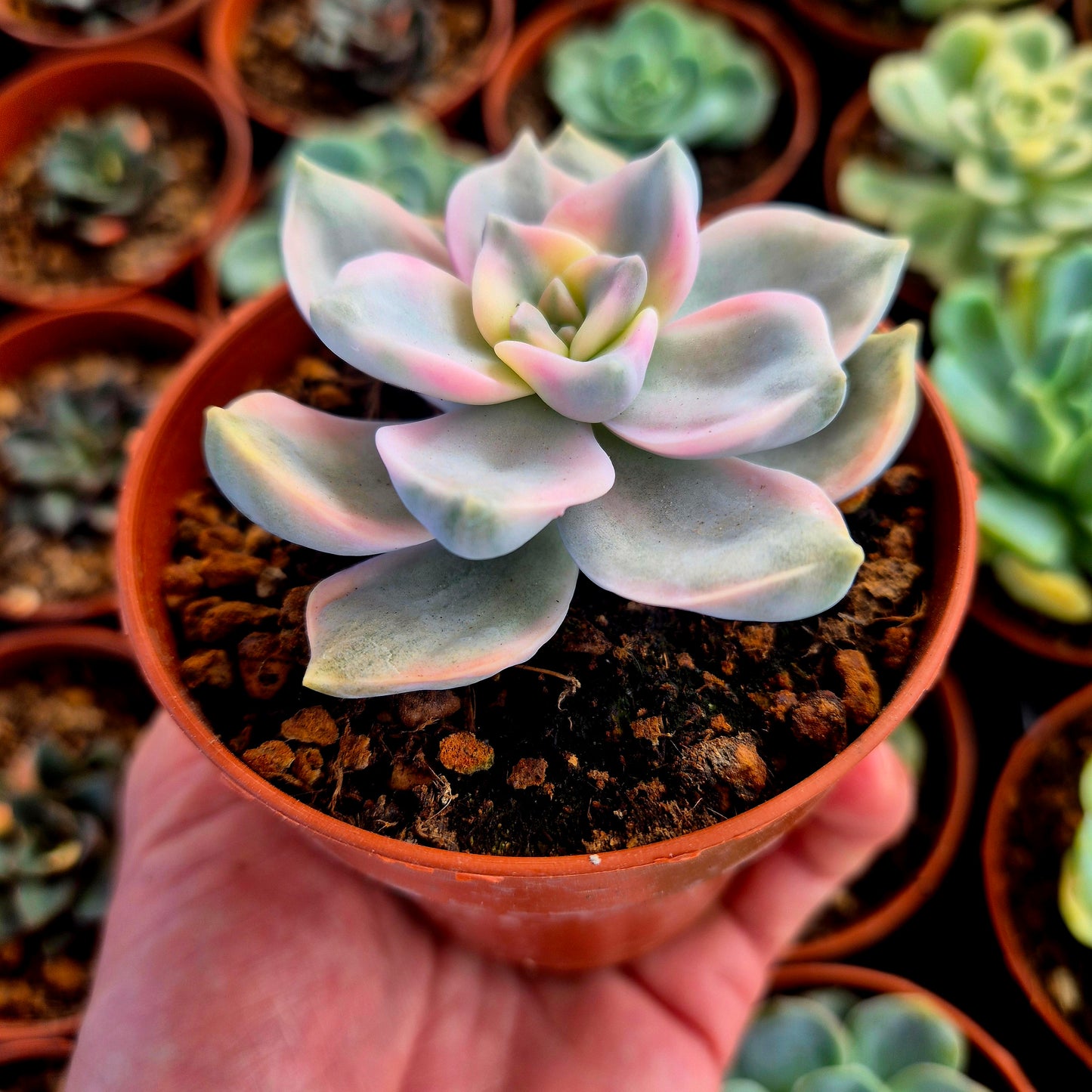 Graptopetalum "Snow White" rosa variegado