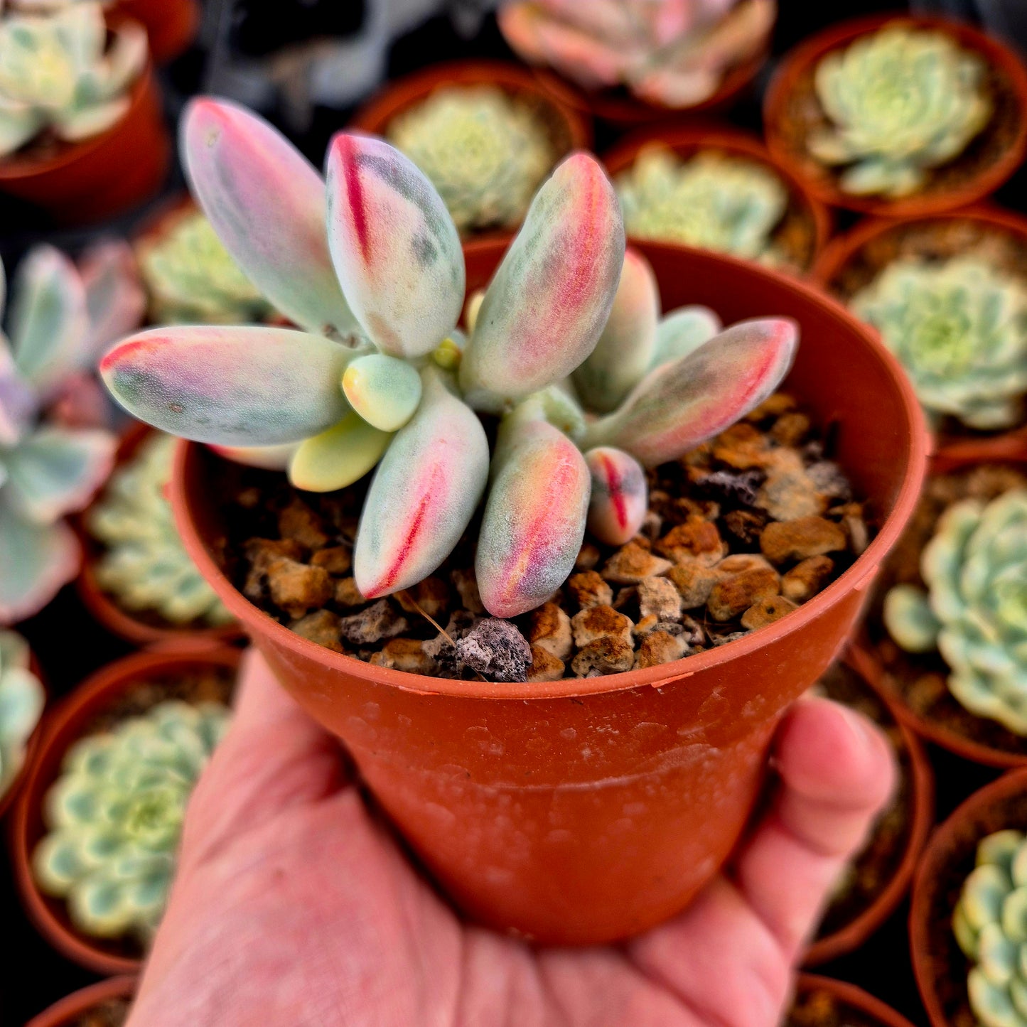 Cotyledon orbiculata var oophila variegado