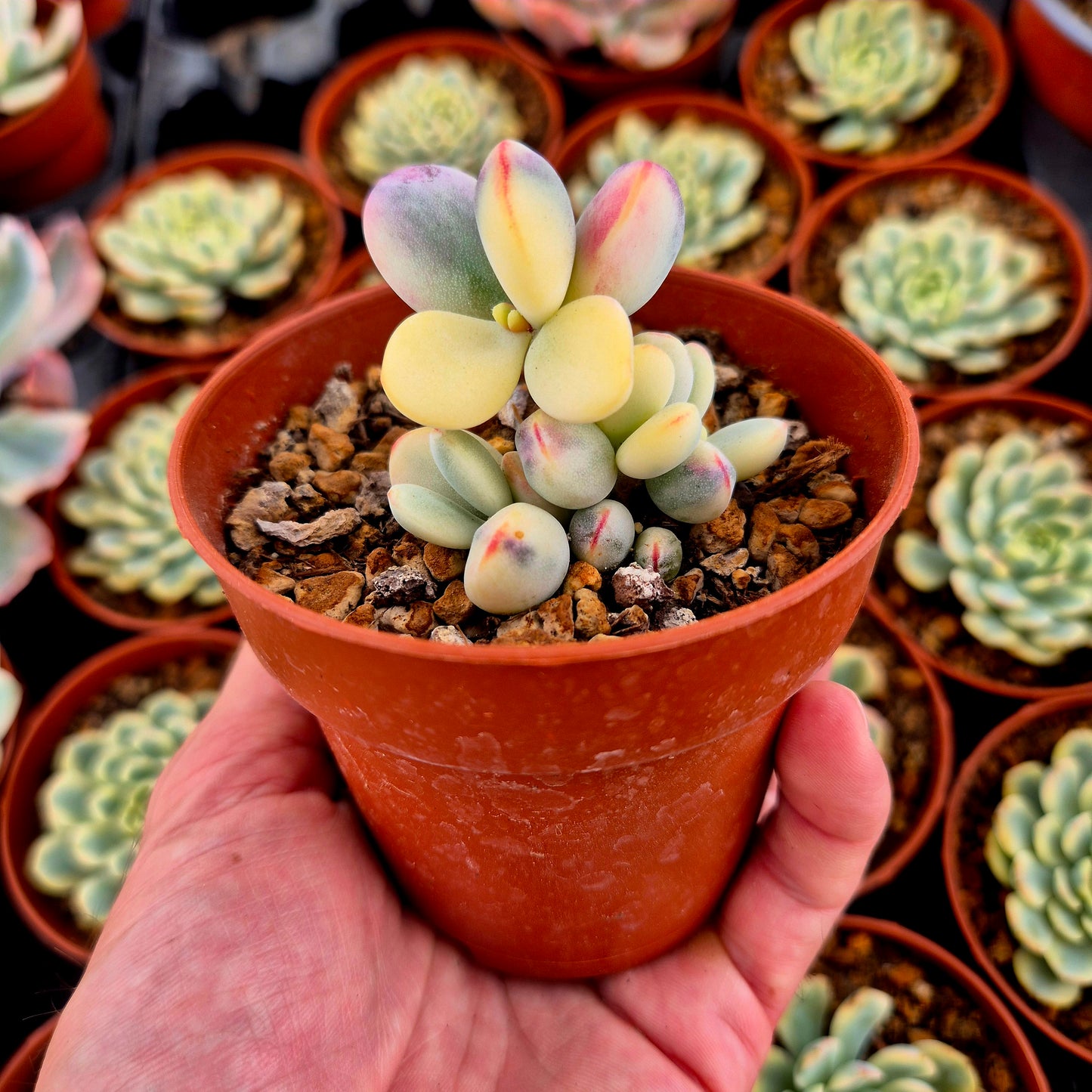 Cotyledon orbiculata var oophila variegado