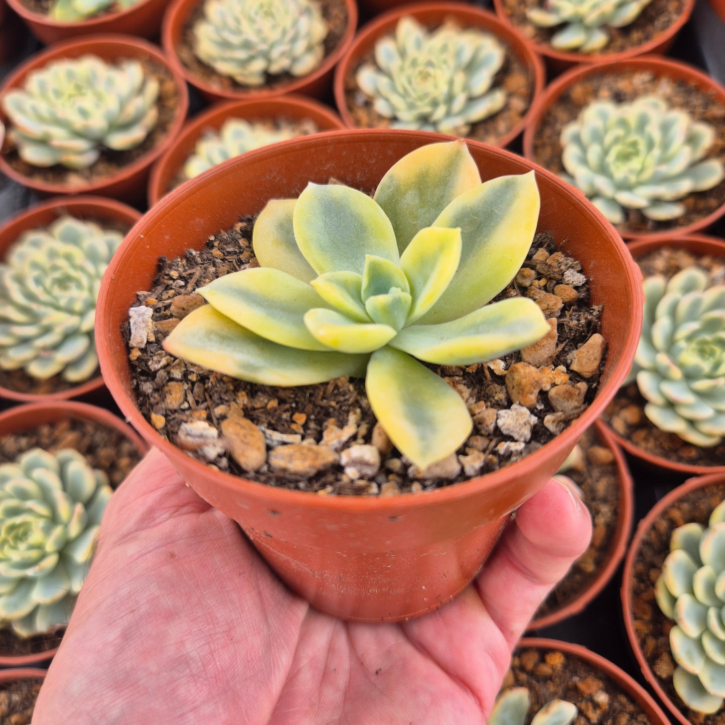 Graptoveria "Harry Watson" variegada