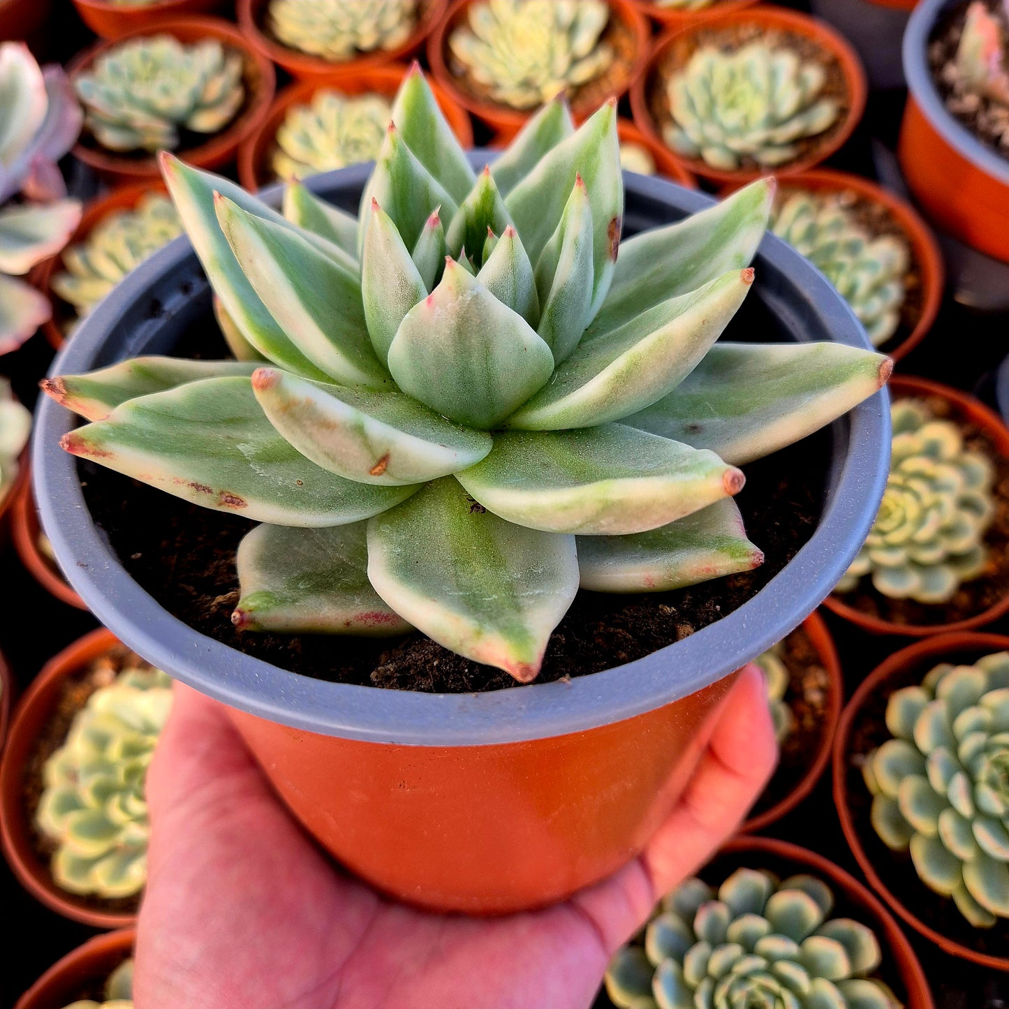 Echeveria "El Khorn" variegada XXL
