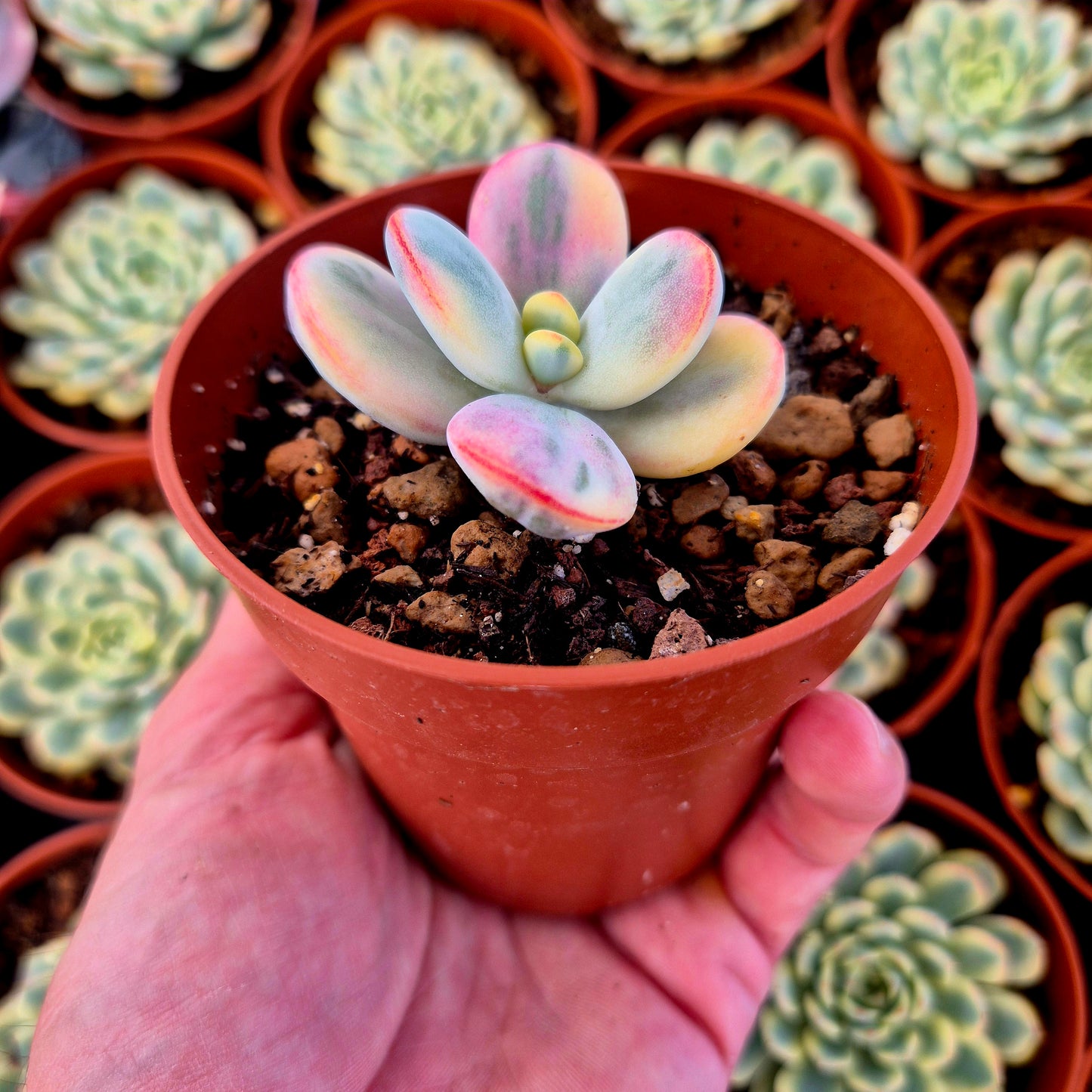 Cotyledon orbiculata var oophila variegado
