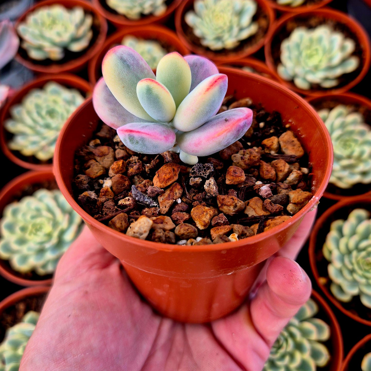 Cotyledon orbiculata var oophila variegado