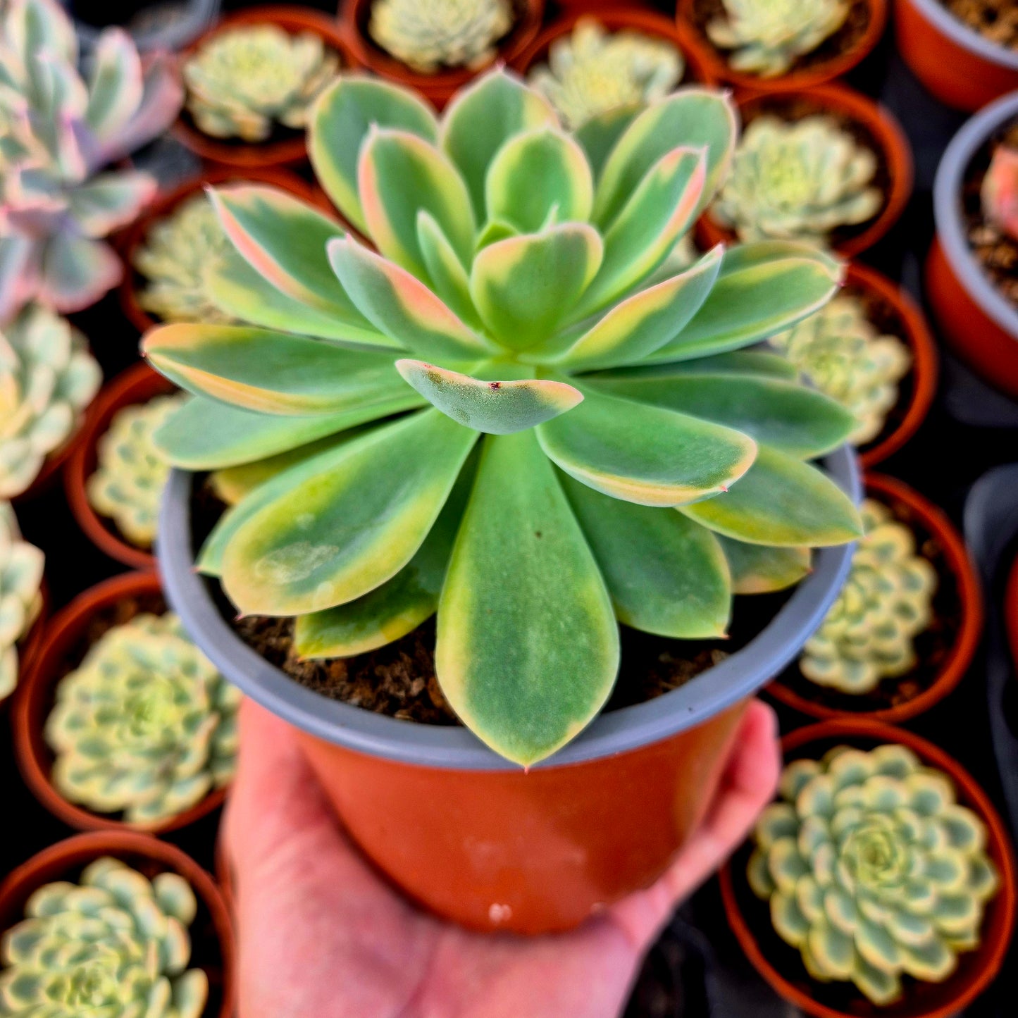 Echeveria "Pink Vera" variegada XXL