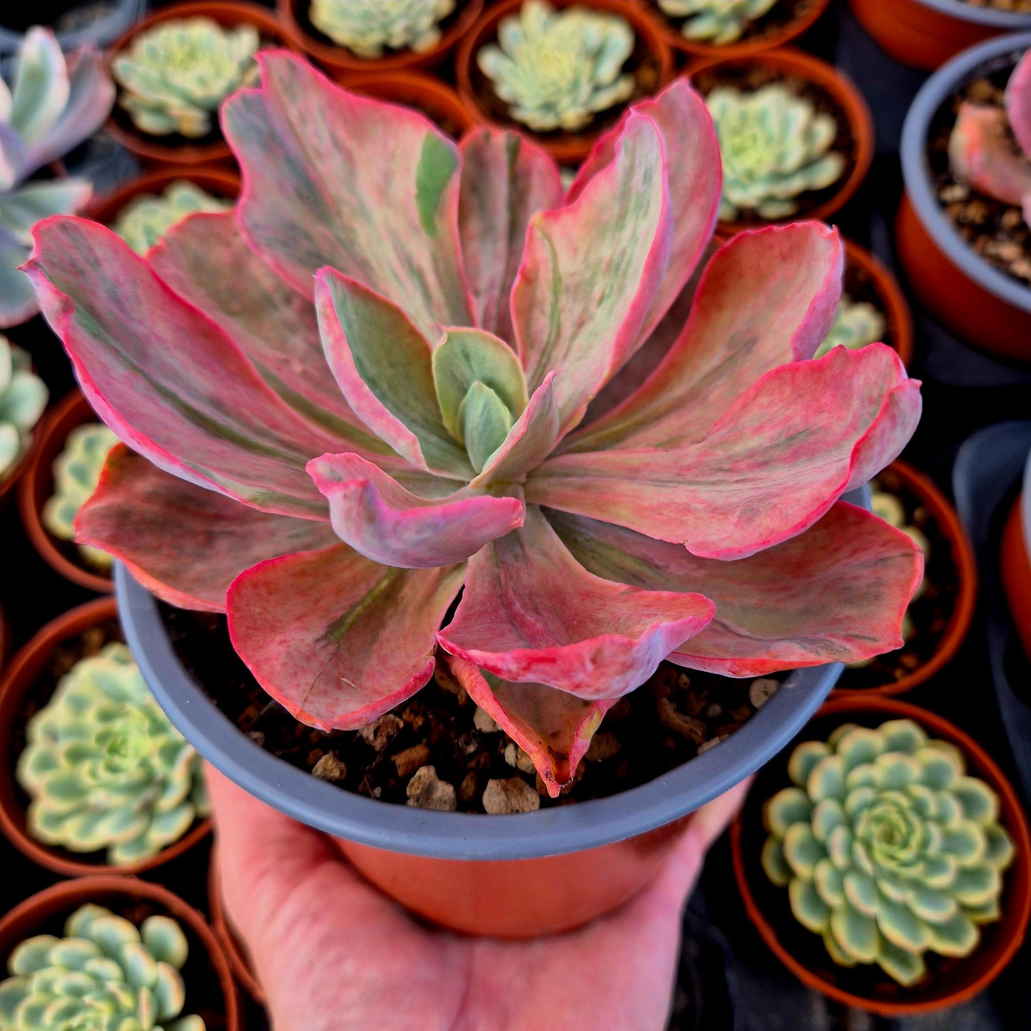 Echeveria "Chantilly Pink Blush" variegada