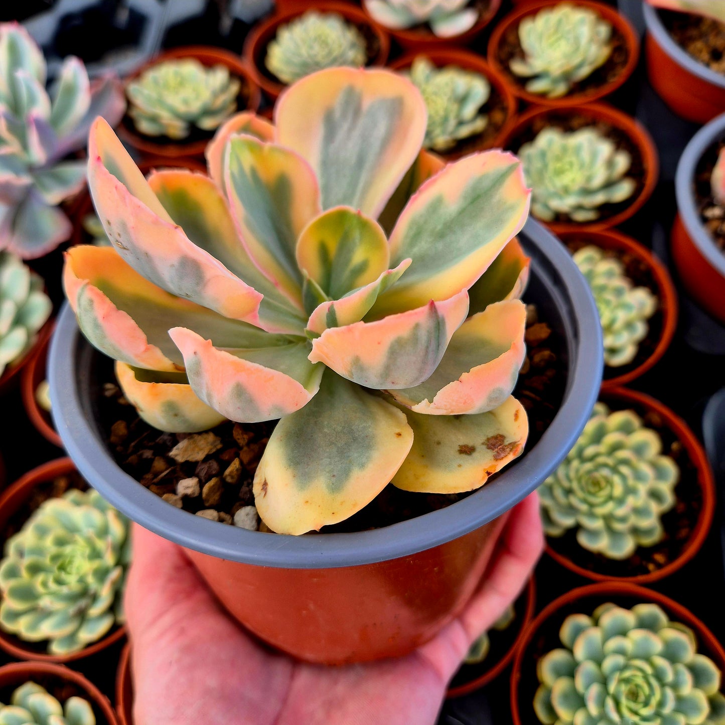 Echeveria "Chantilly Pink Angel" variegada