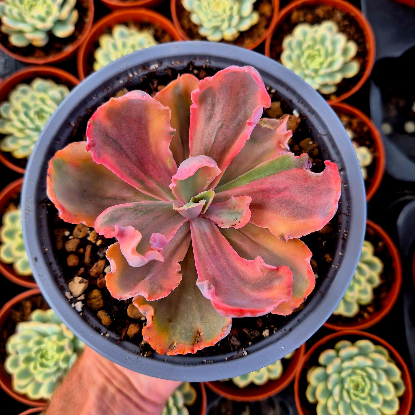 Echeveria "Chantilly Marginata" variegada