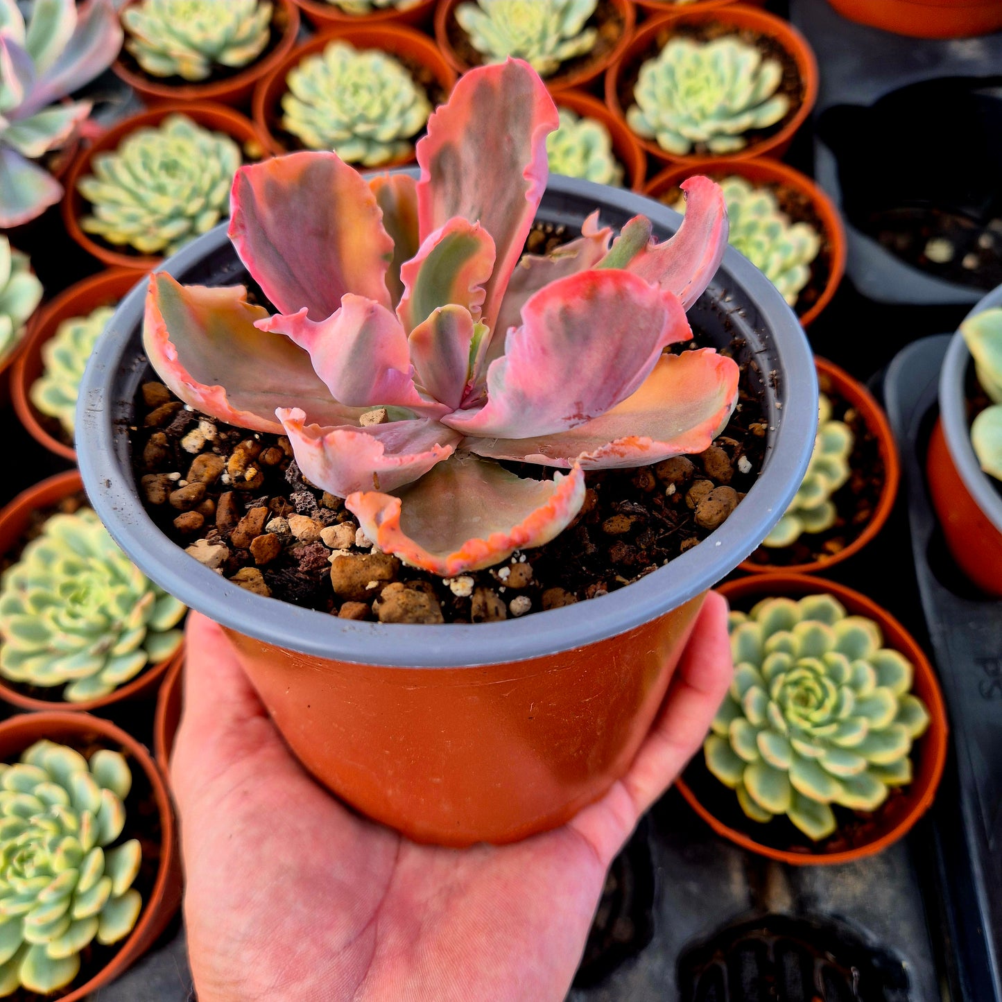 Echeveria "Chantilly Marginata" variegada
