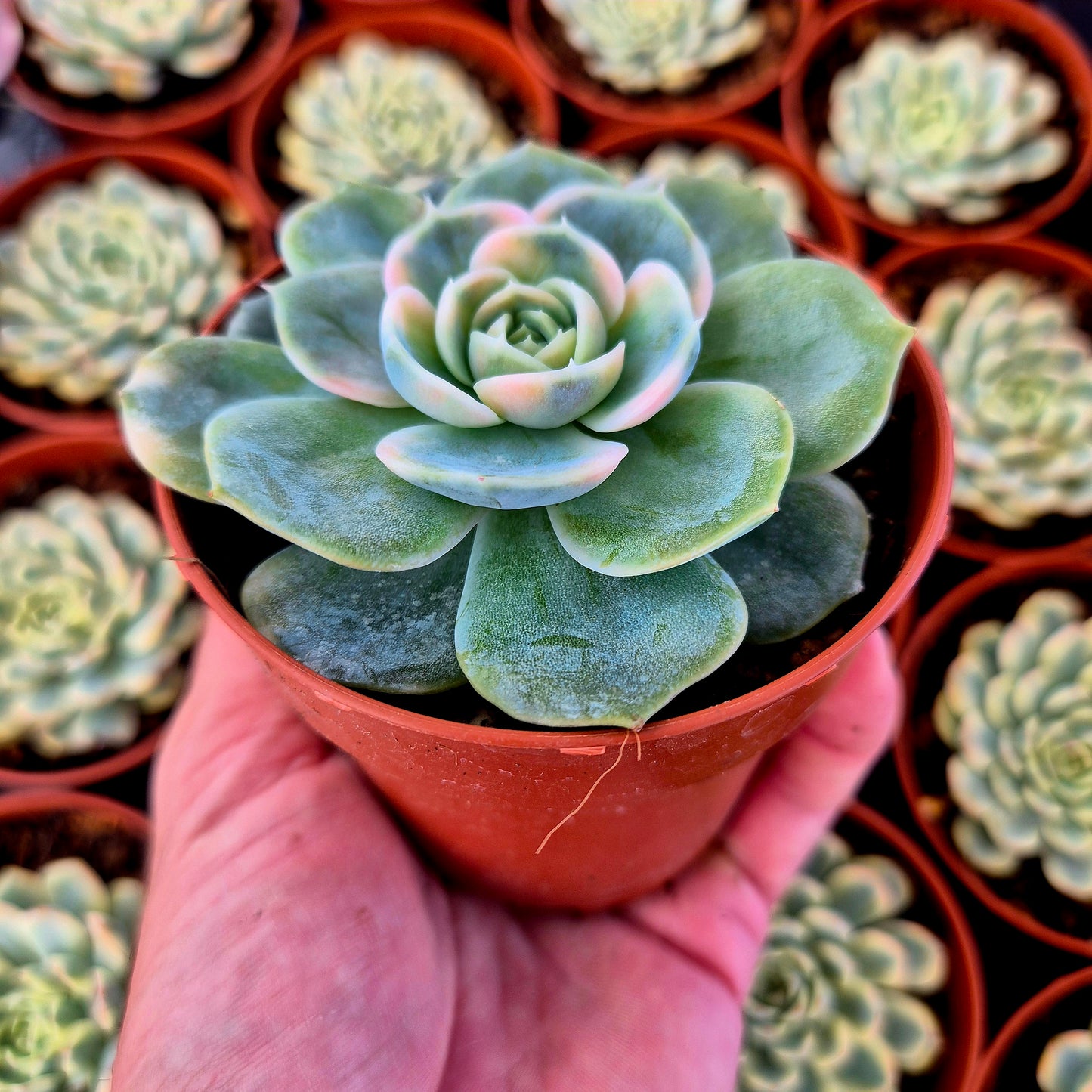 Echeveria "Blue Surprise" variegada
