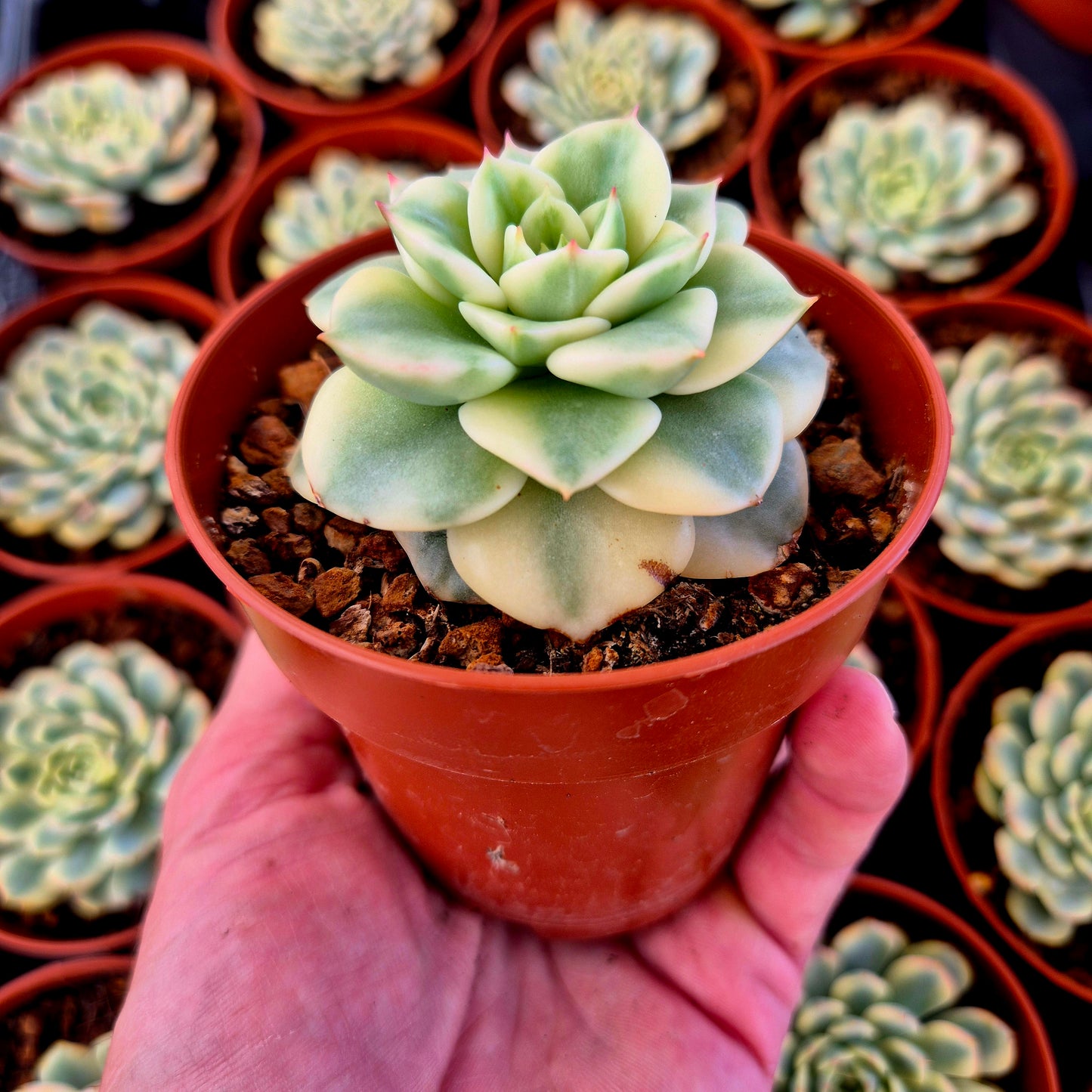 Sedeveria "Rolly" variegada