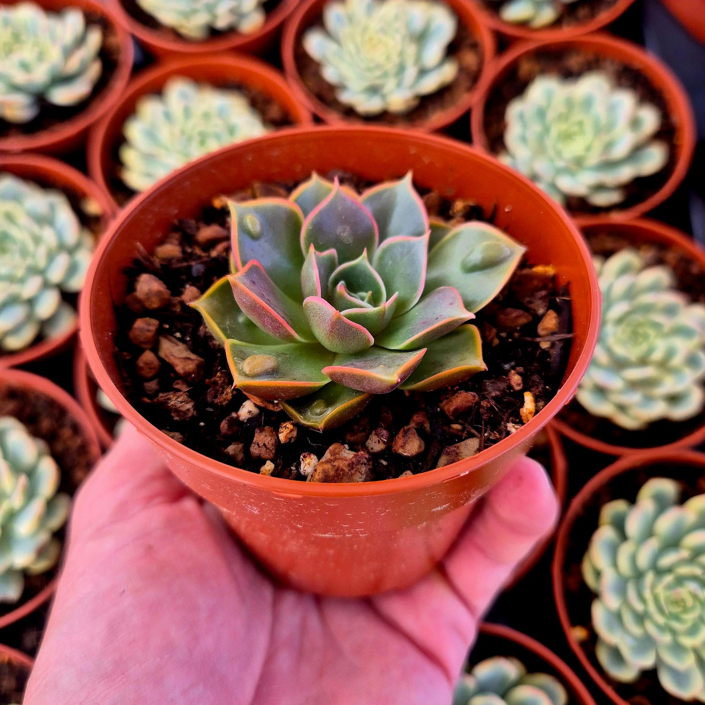 Echeveria "Red Light" warts