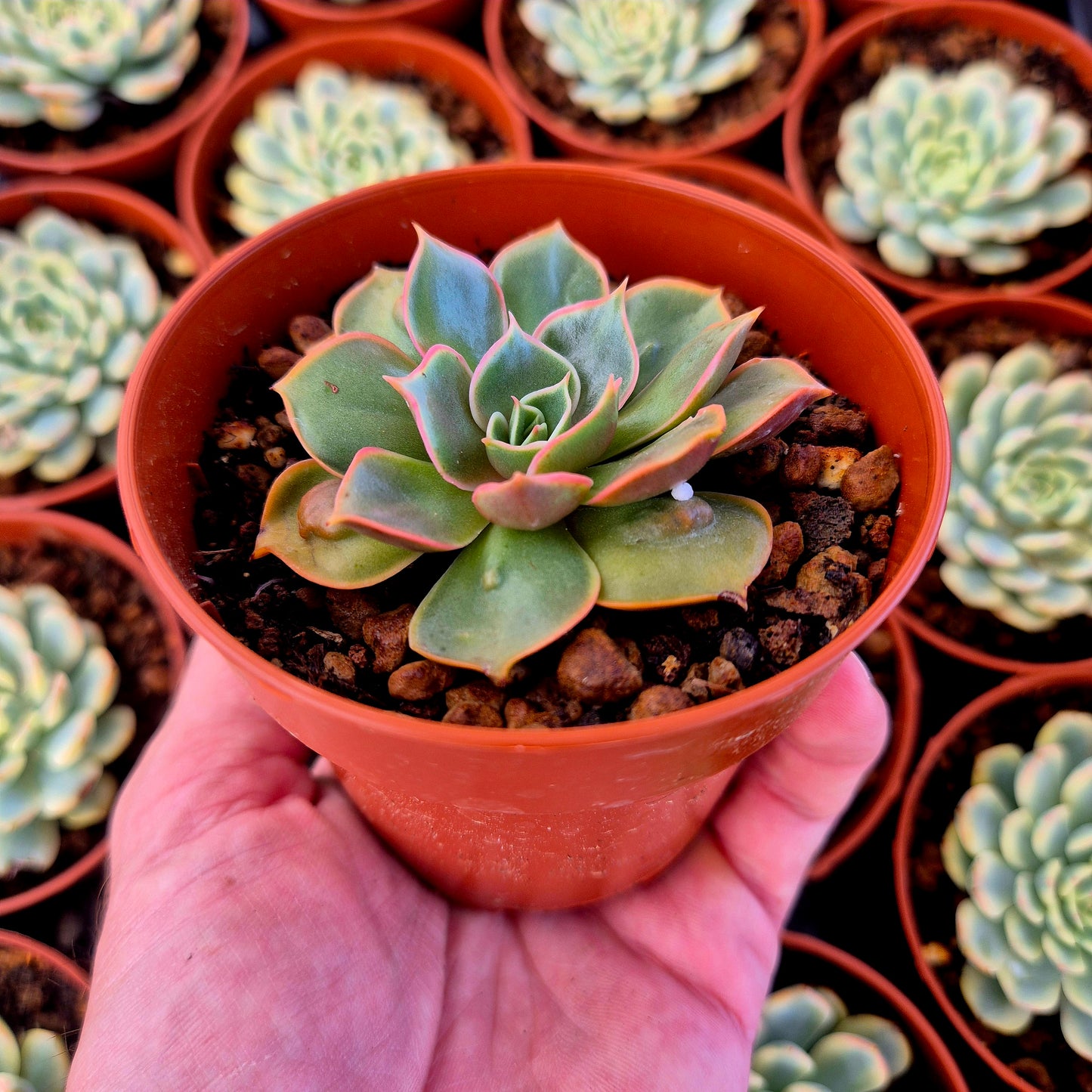 Echeveria "Red Light" warts