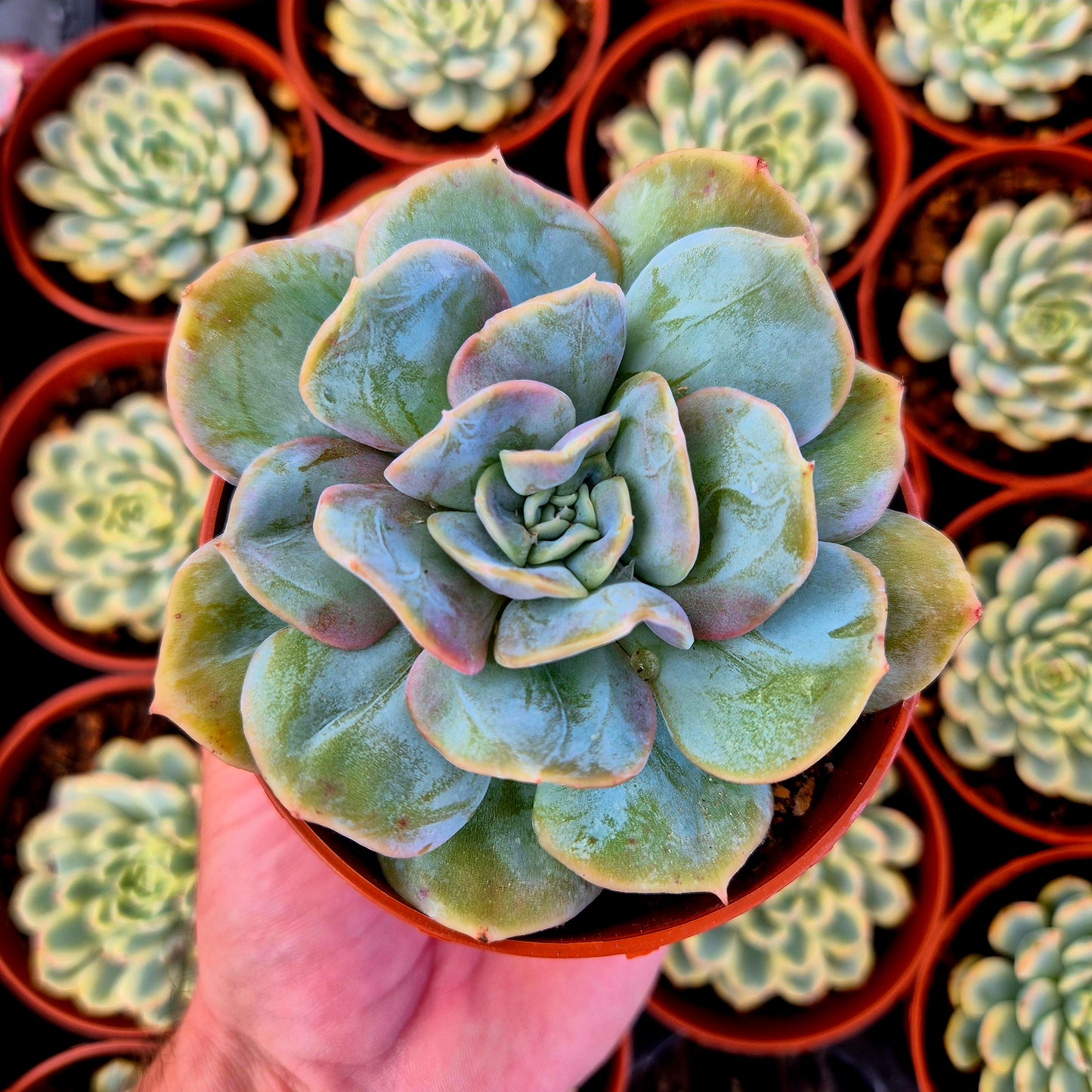 Echeveria "Blood Mood" warts