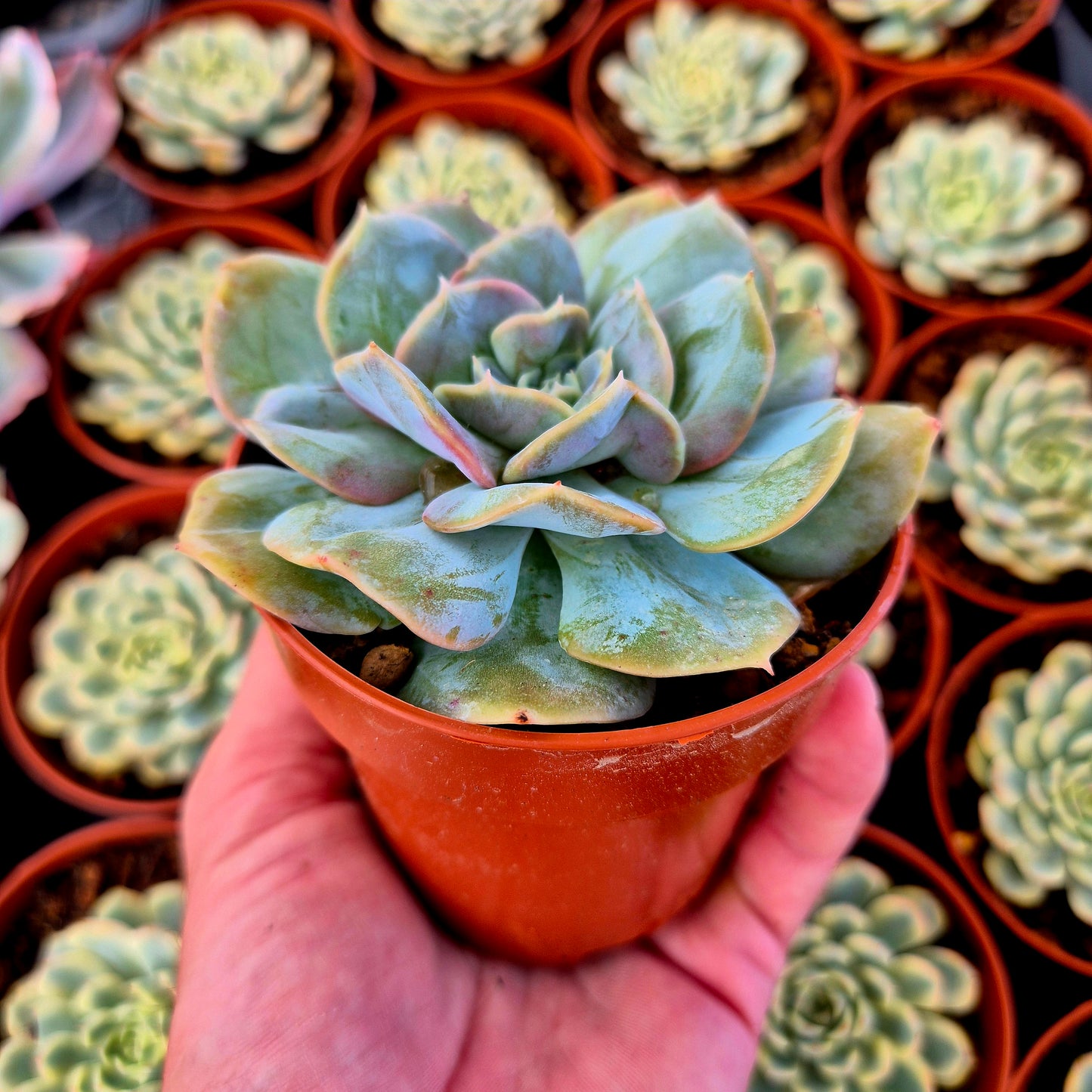 Echeveria "Blood Mood" warts