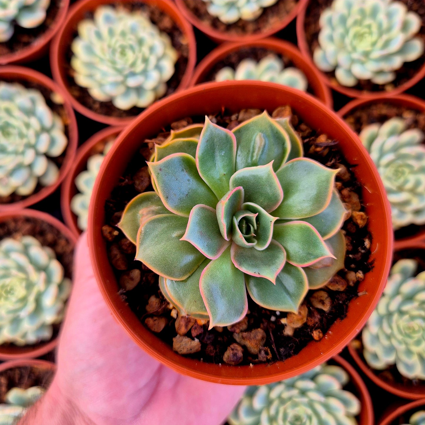 Echeveria "Red Light" warts
