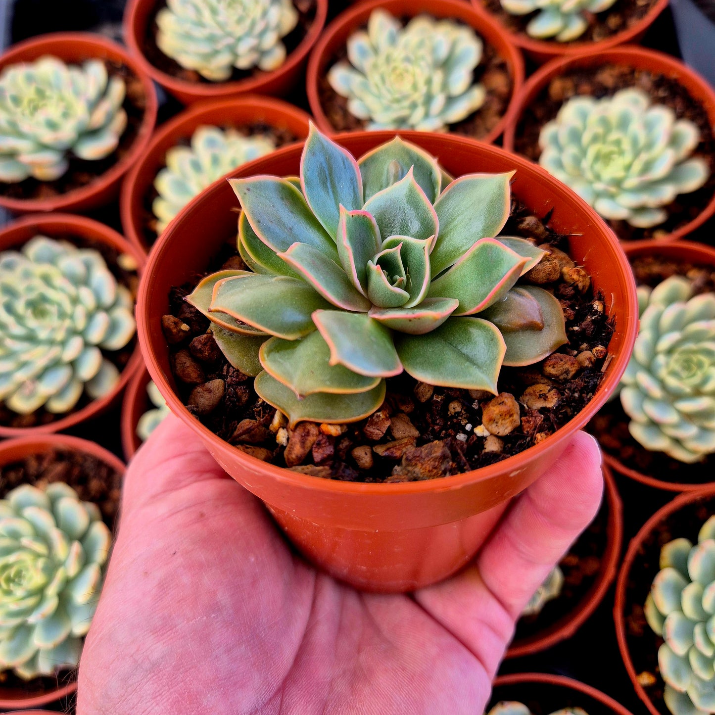 Echeveria "Red Light" warts