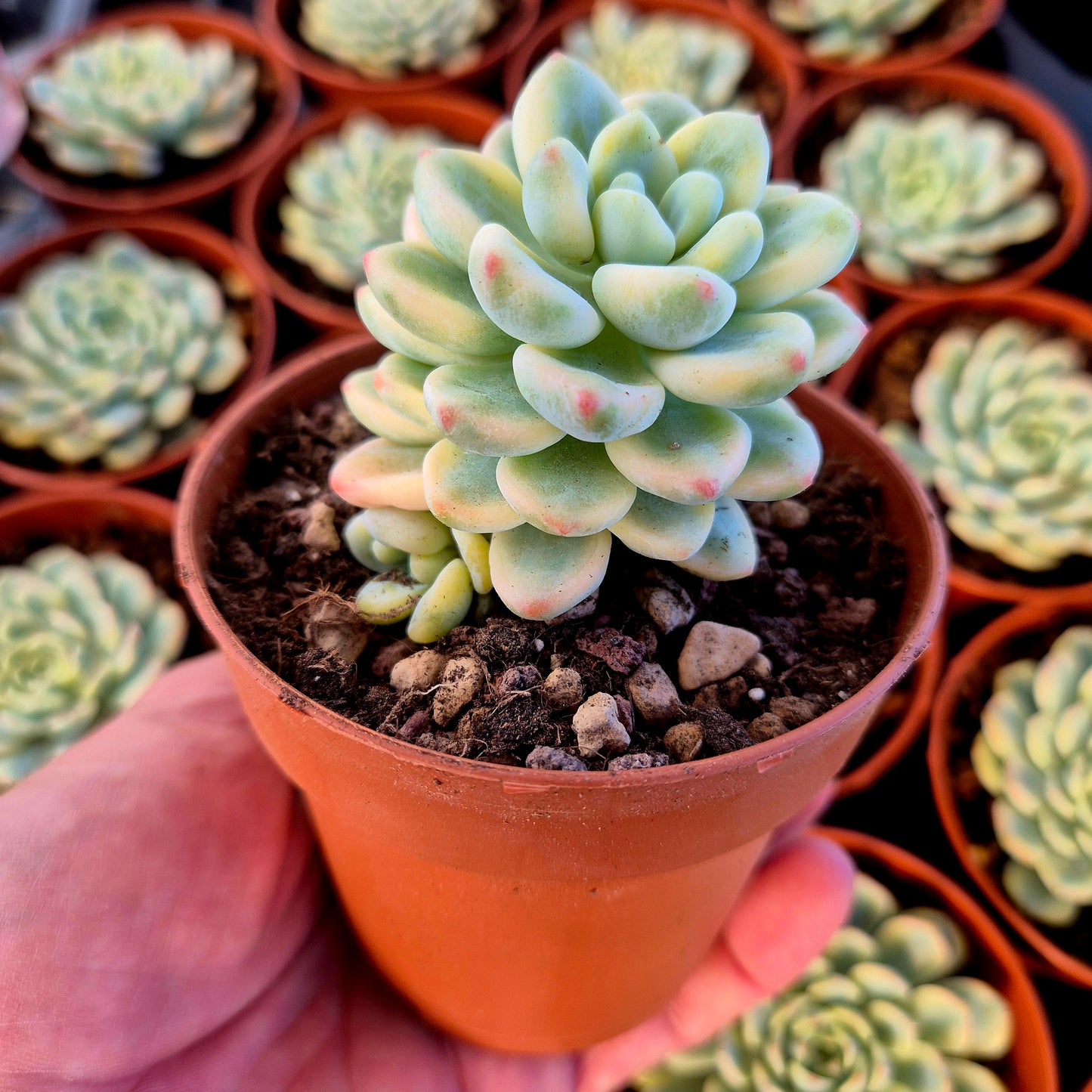 Sedum clavatum variegado