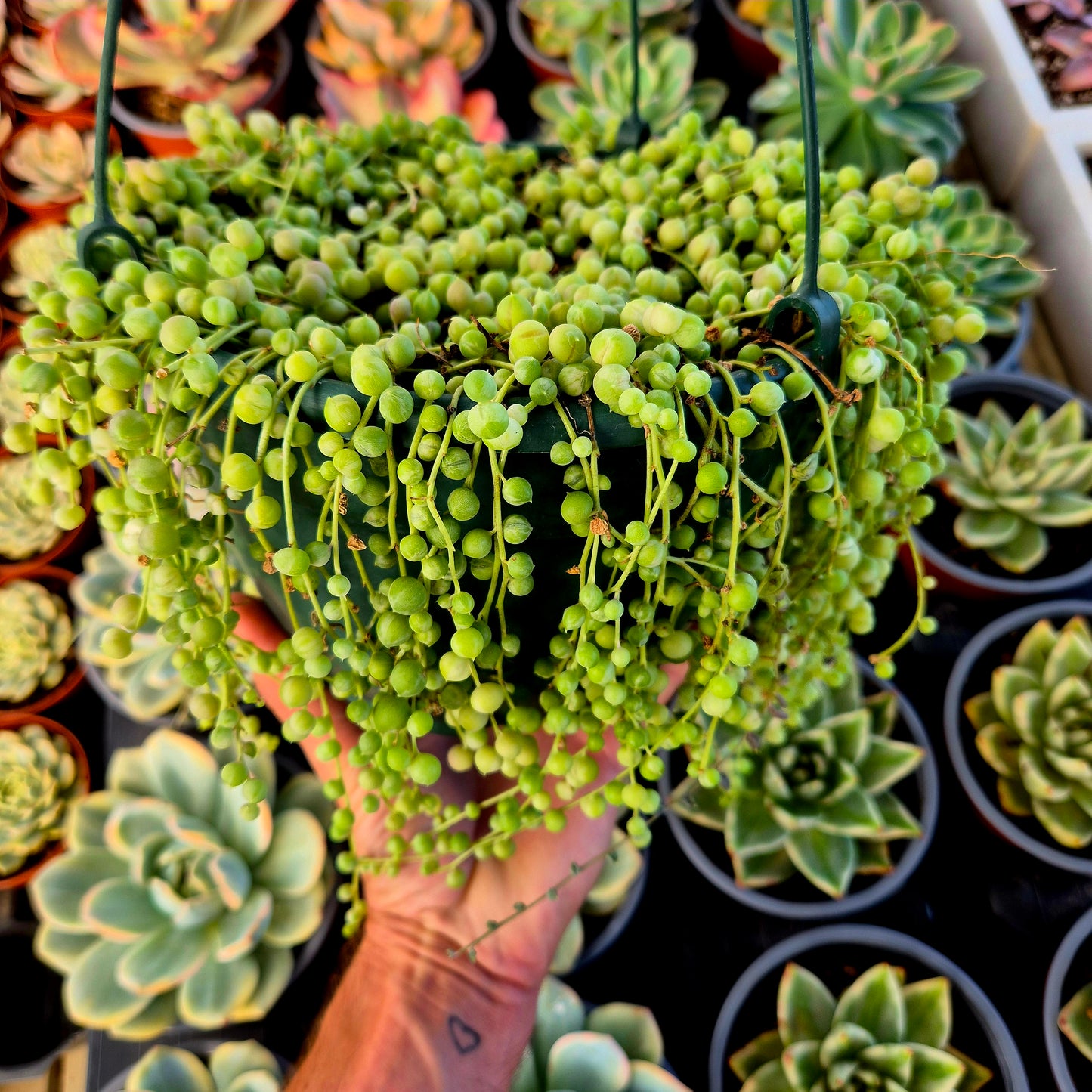 Senecio rowleyanus variegado