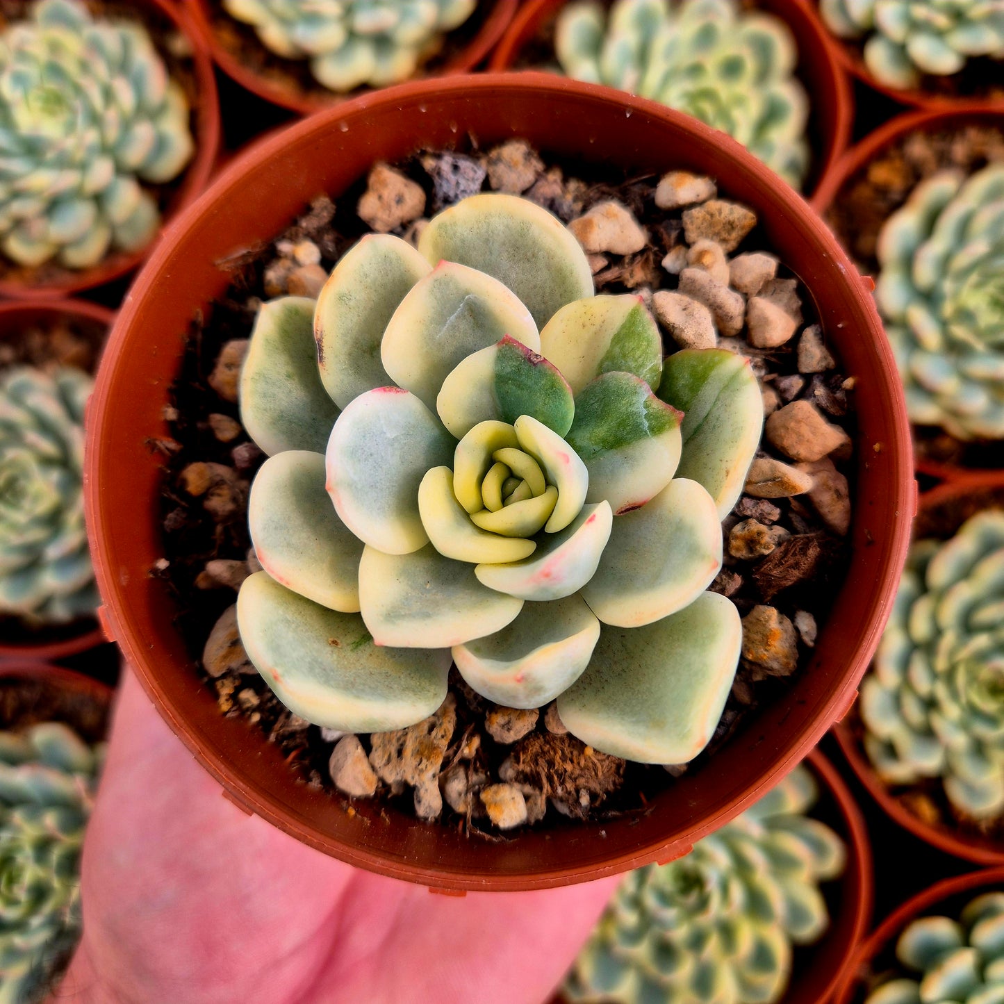Pachyveria "Worthy One" variegada