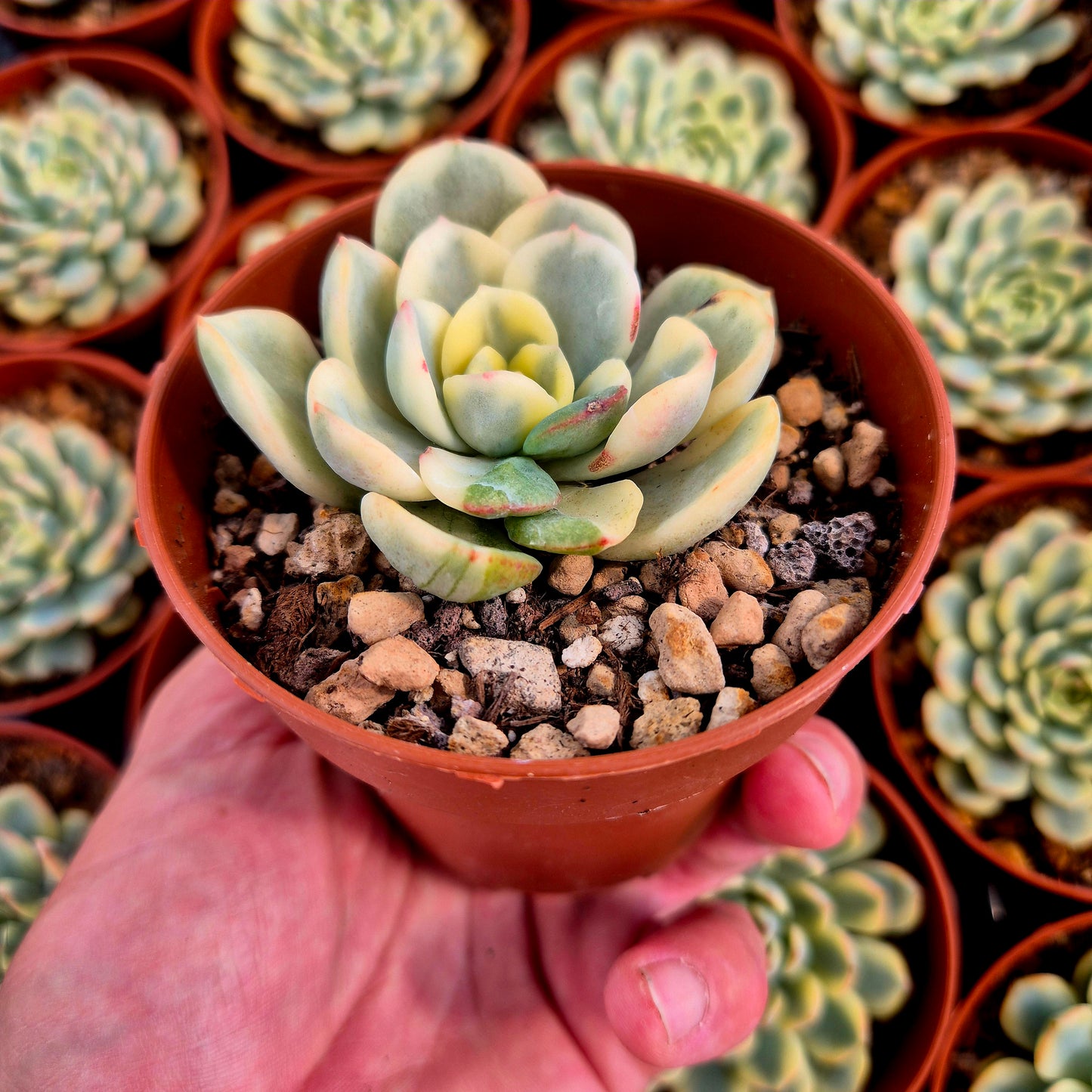 Pachyveria "Worthy One" variegada
