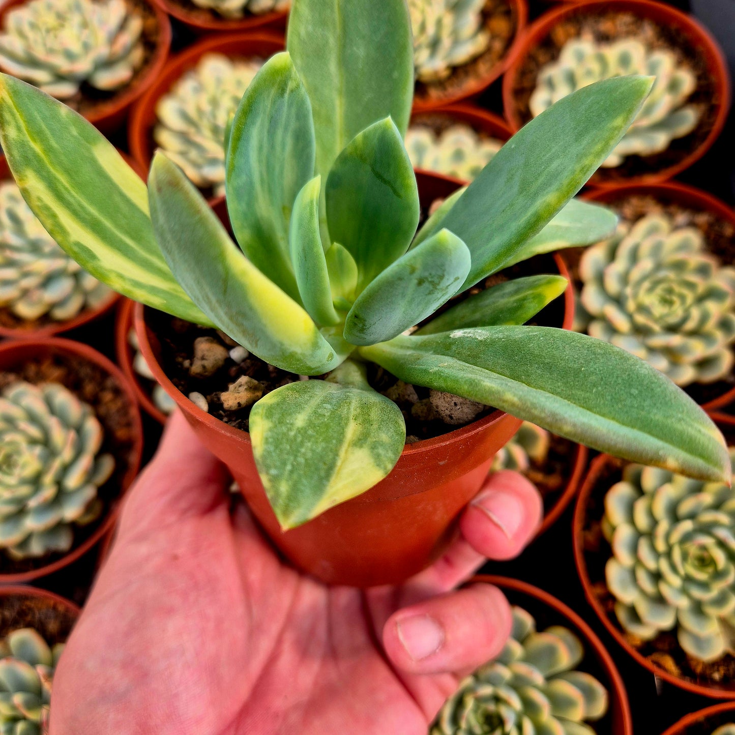Pachyveria "Cypress" variegada