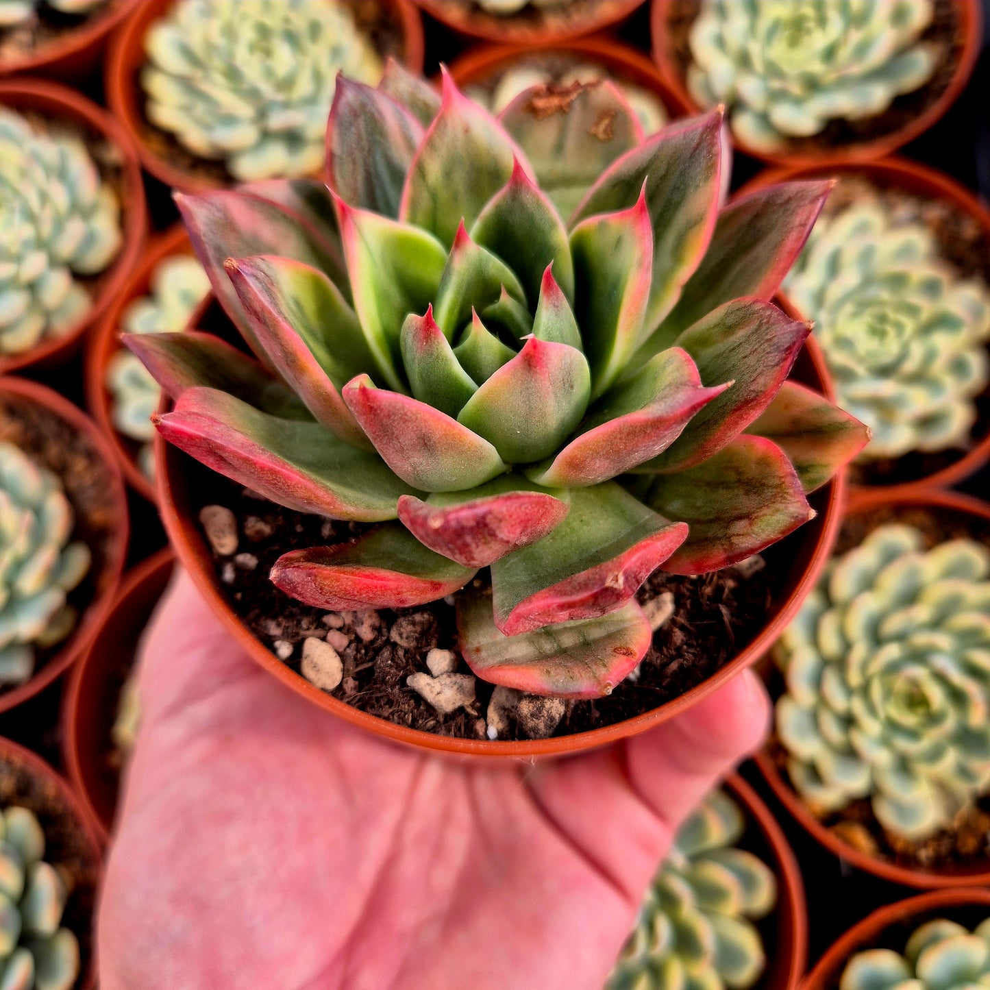 Echeveria "Leopard" variegada