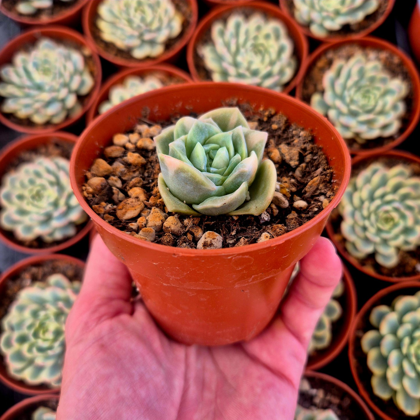 Graptoveria "Lovely Rose" variegada