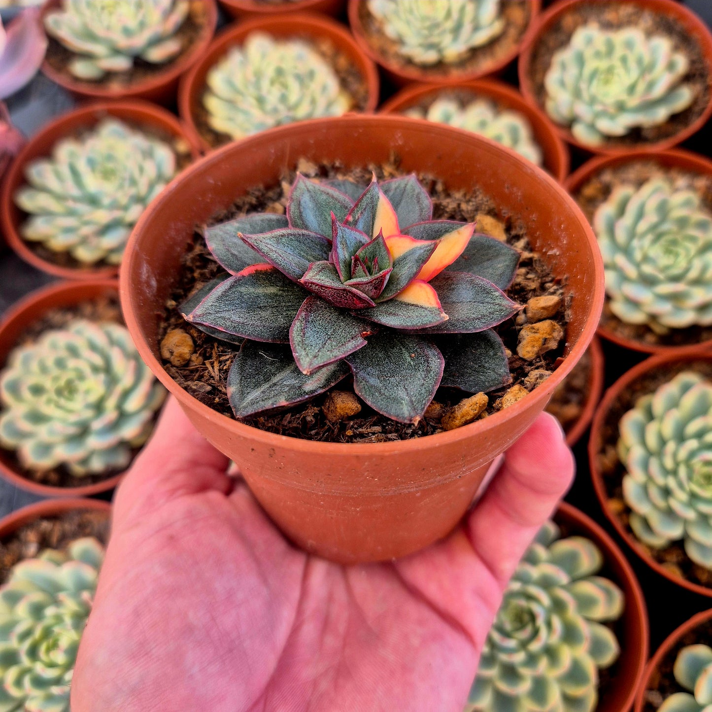 Echeveria "Monocerotis" variegada