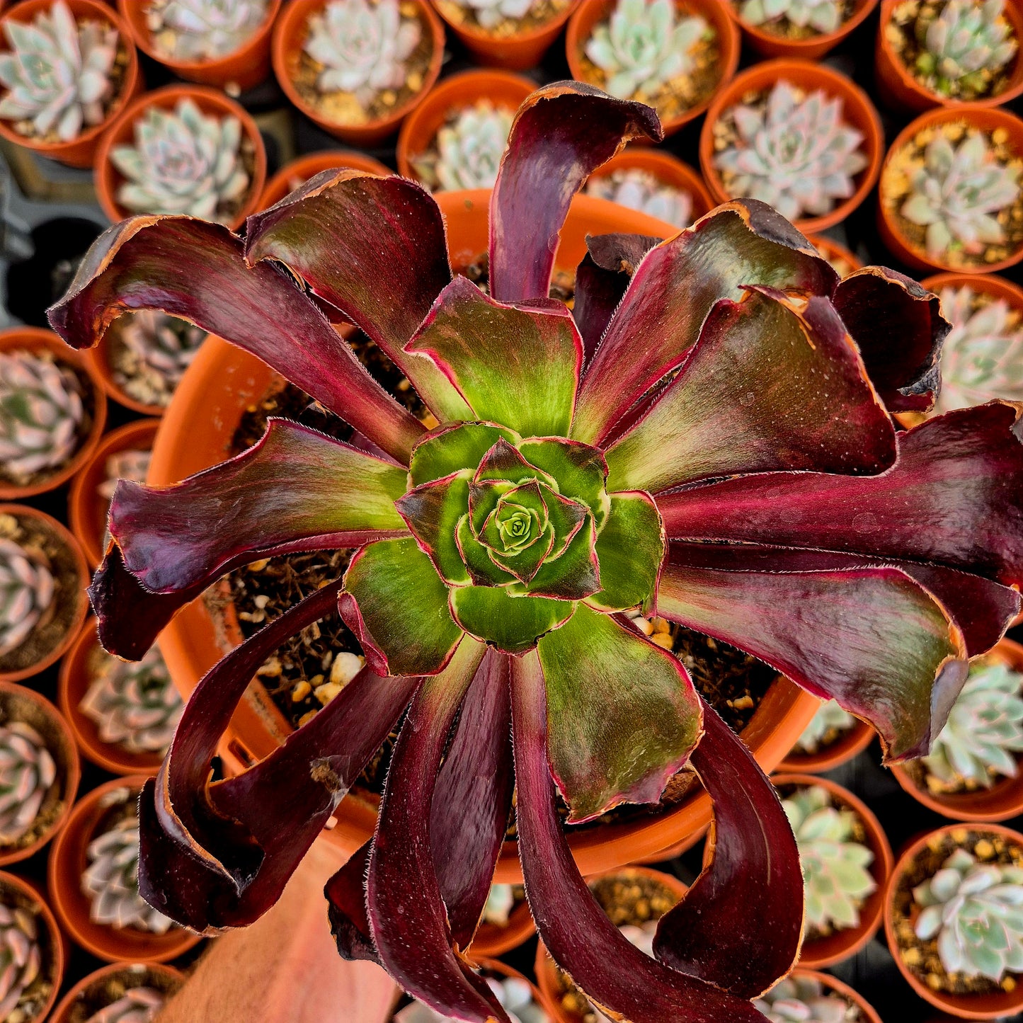 Aeonium "Voodoo Silk Green" variegado
