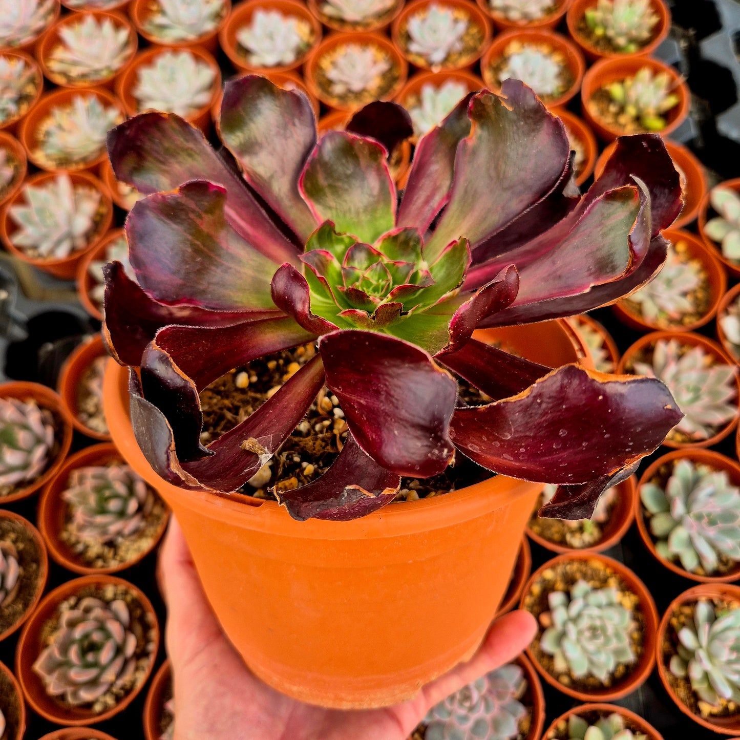 Aeonium "Voodoo Silk Green" variegado