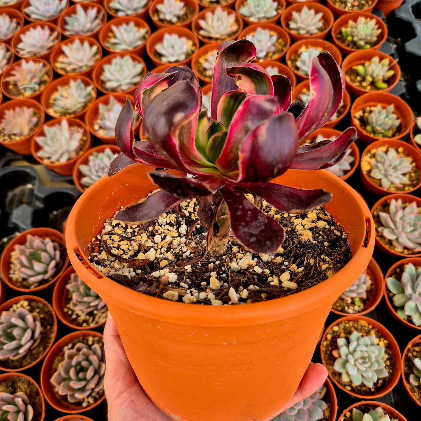 Aeonium "Voodoo Silk Red" variegado