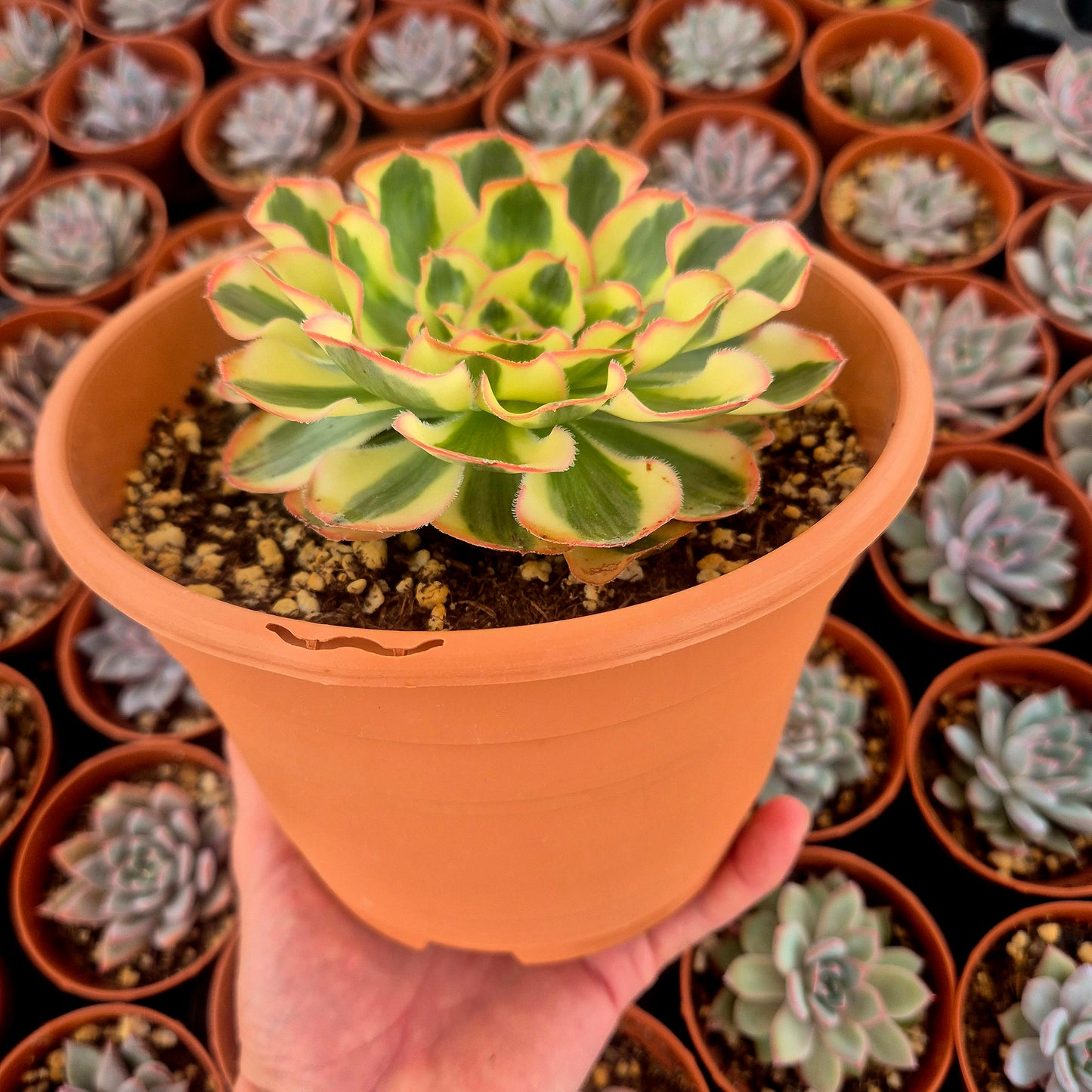 Aeonium "Poseidon" variegado