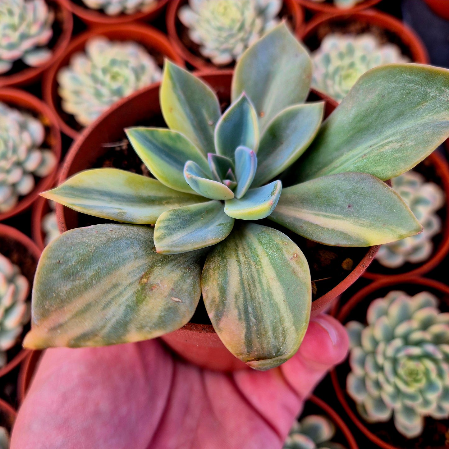 Graptoveria "Douglas Huth" variegada