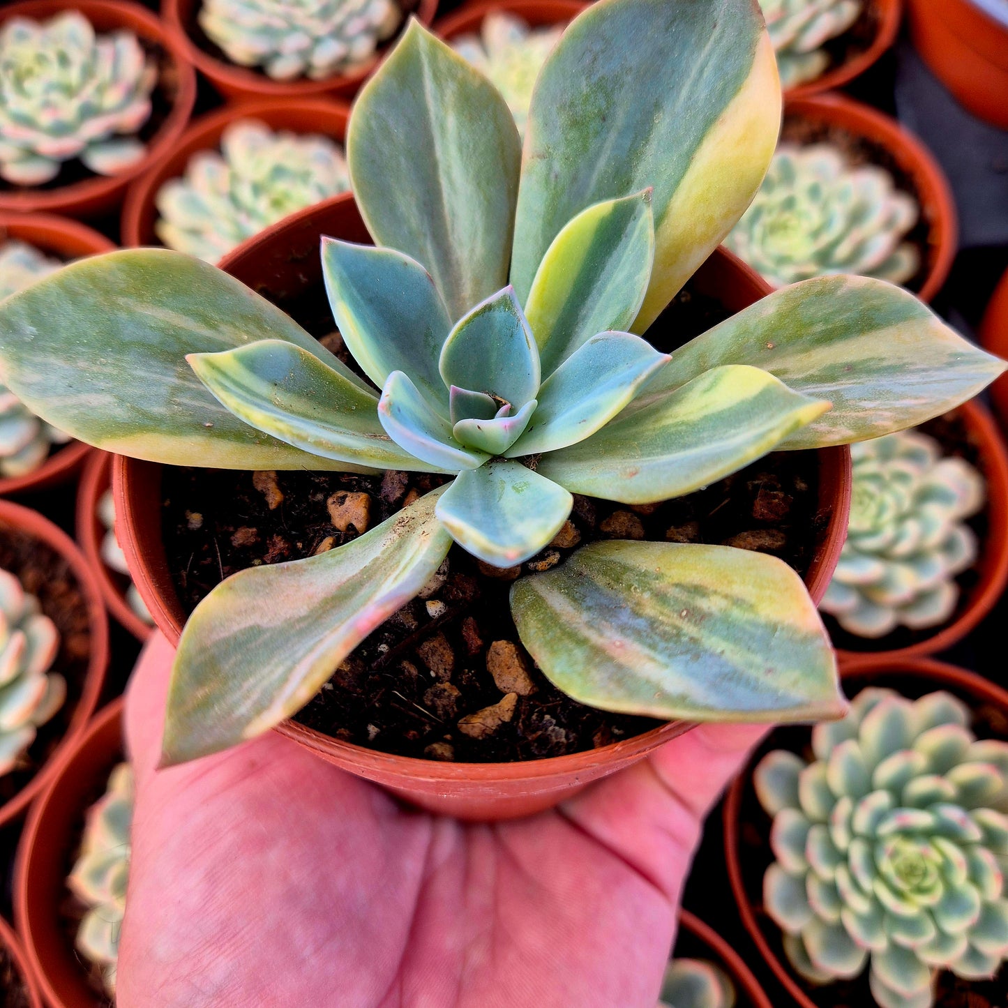 Graptoveria "Douglas Huth" variegada