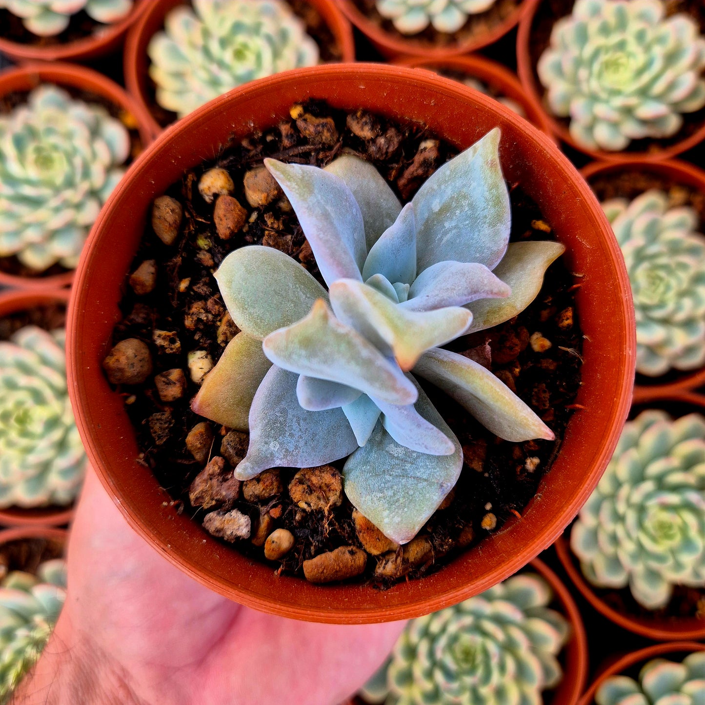 Echeveria "Queen Crown"