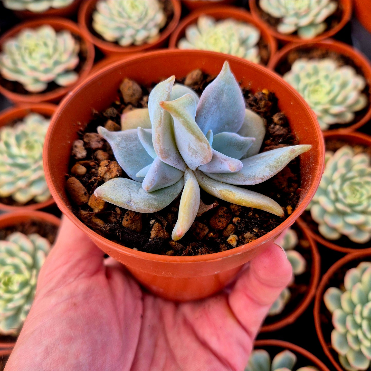 Echeveria "Queen Crown"