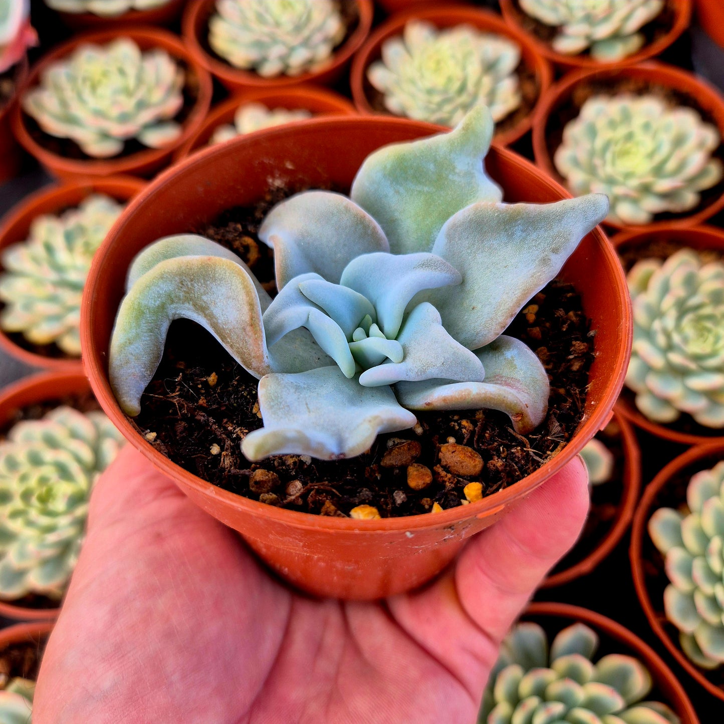 Echeveria "Queen Crown"