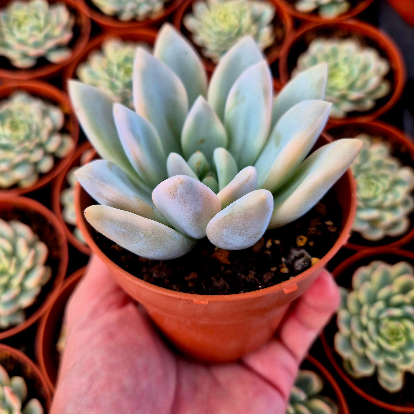 Graptoveria "Opalina" variegada