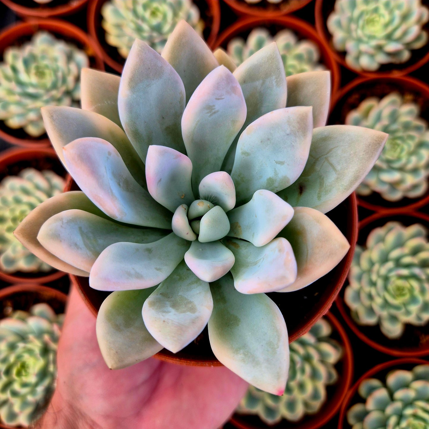 Graptoveria "Opalina" variegada