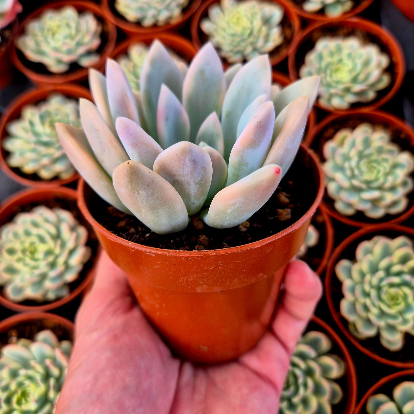 Graptoveria "Opalina" variegada