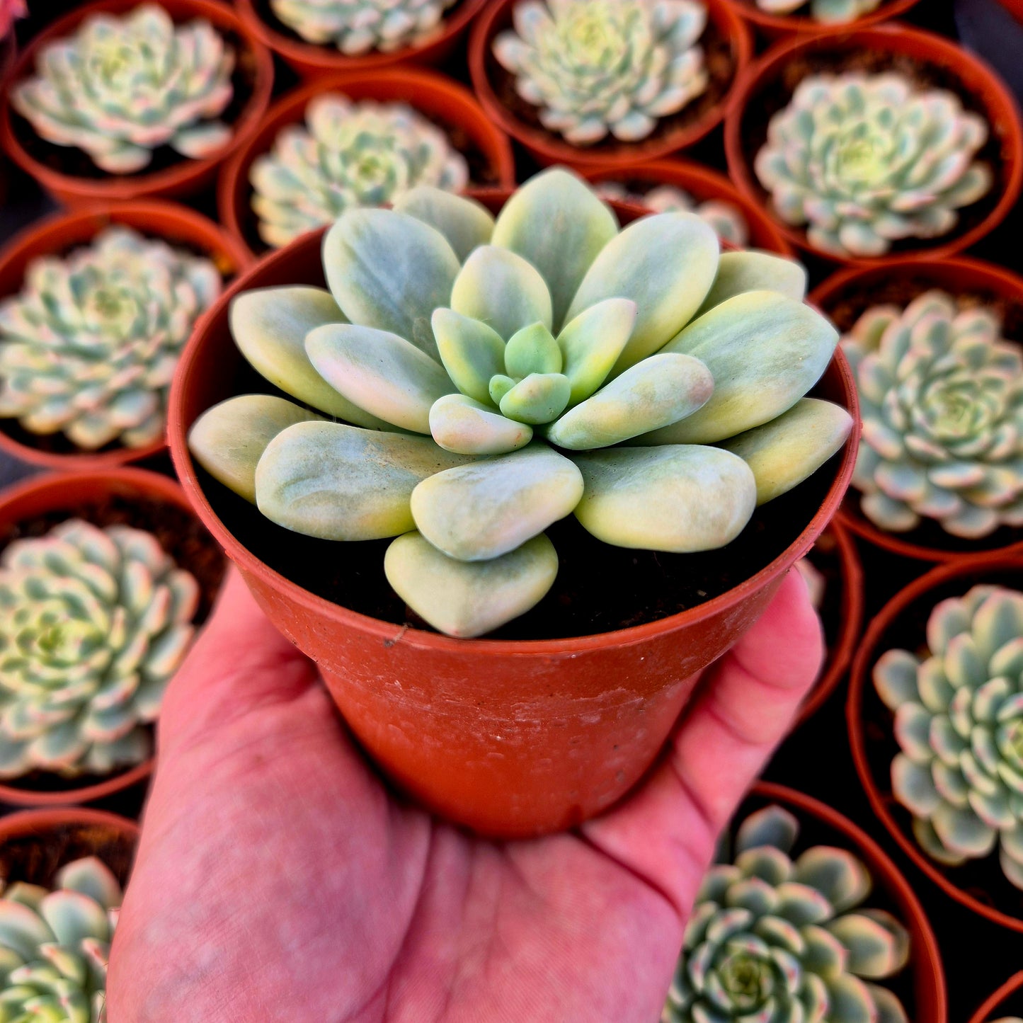 Graptosedum "Luoshen" variegado