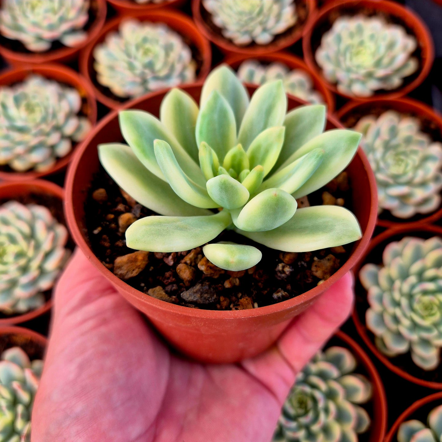 Sedum "Alice Evans" variegado