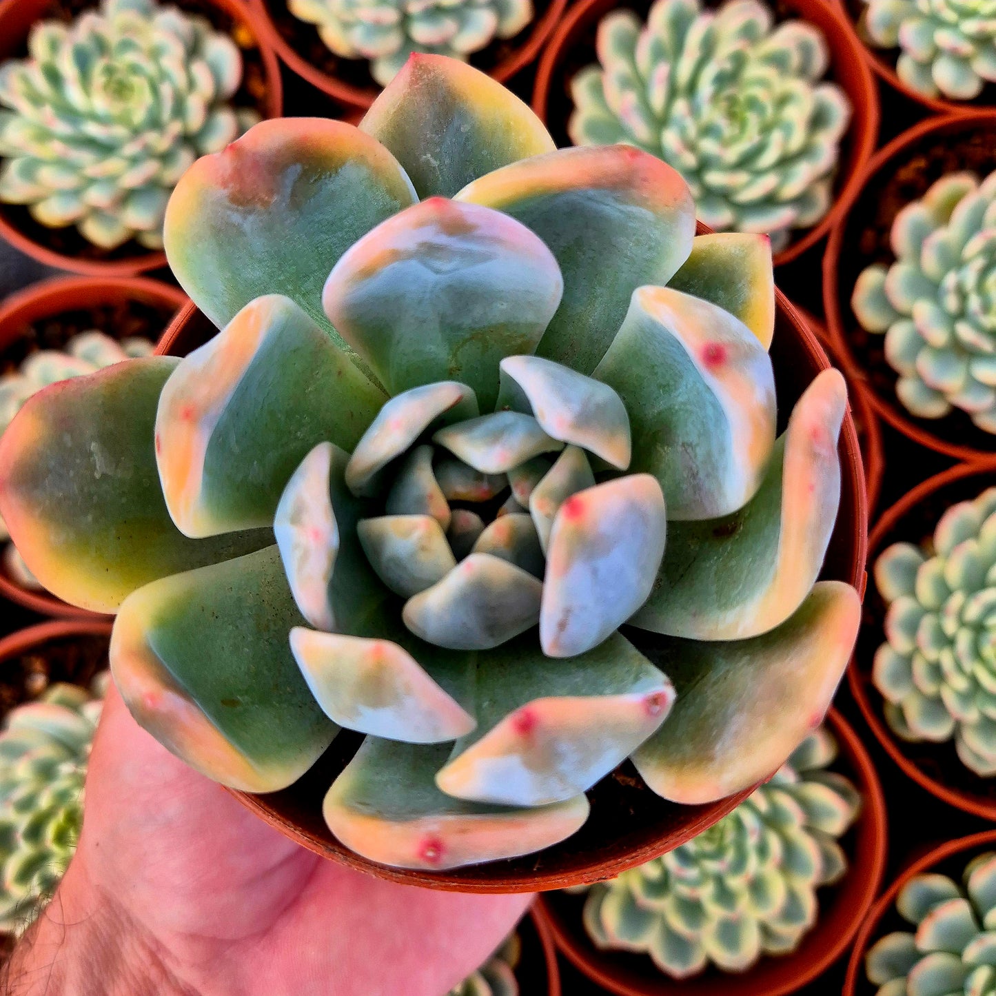 Echeveria "Monroe" variegada