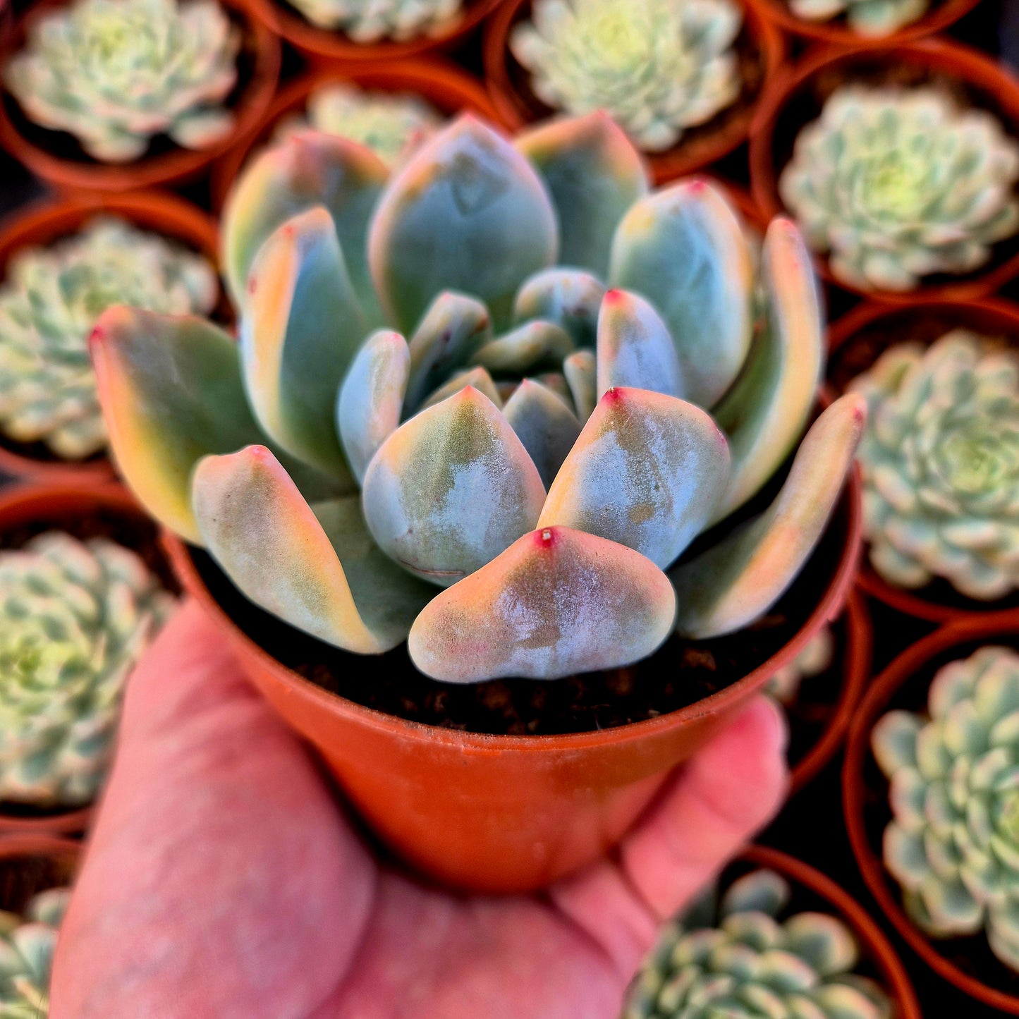 Echeveria "Monroe" variegada